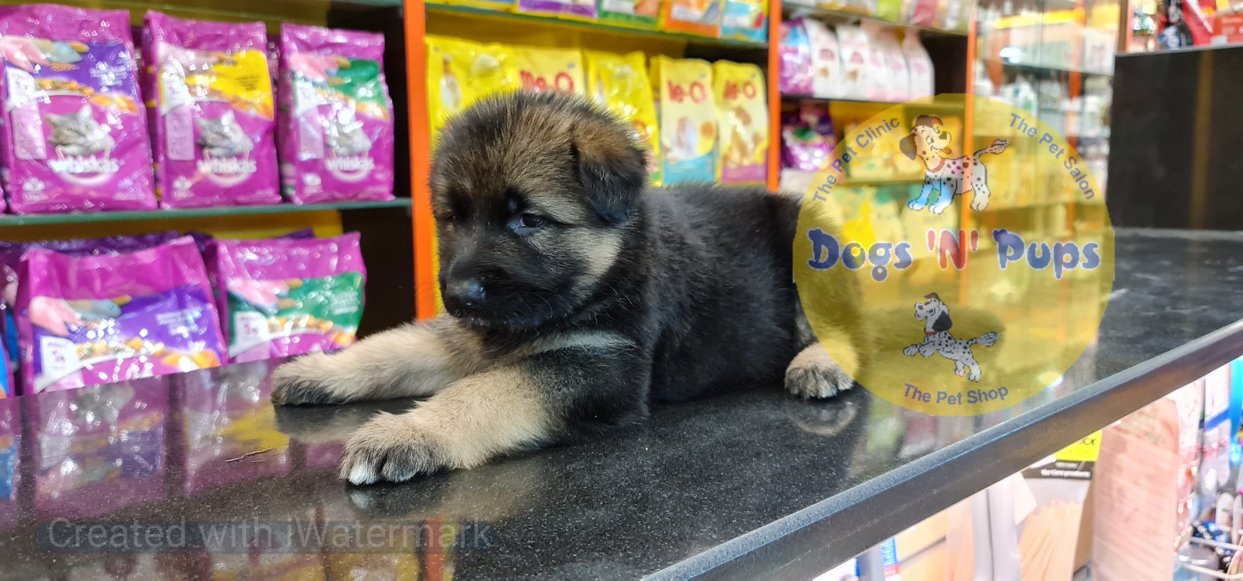 German shepherd puppy image 5