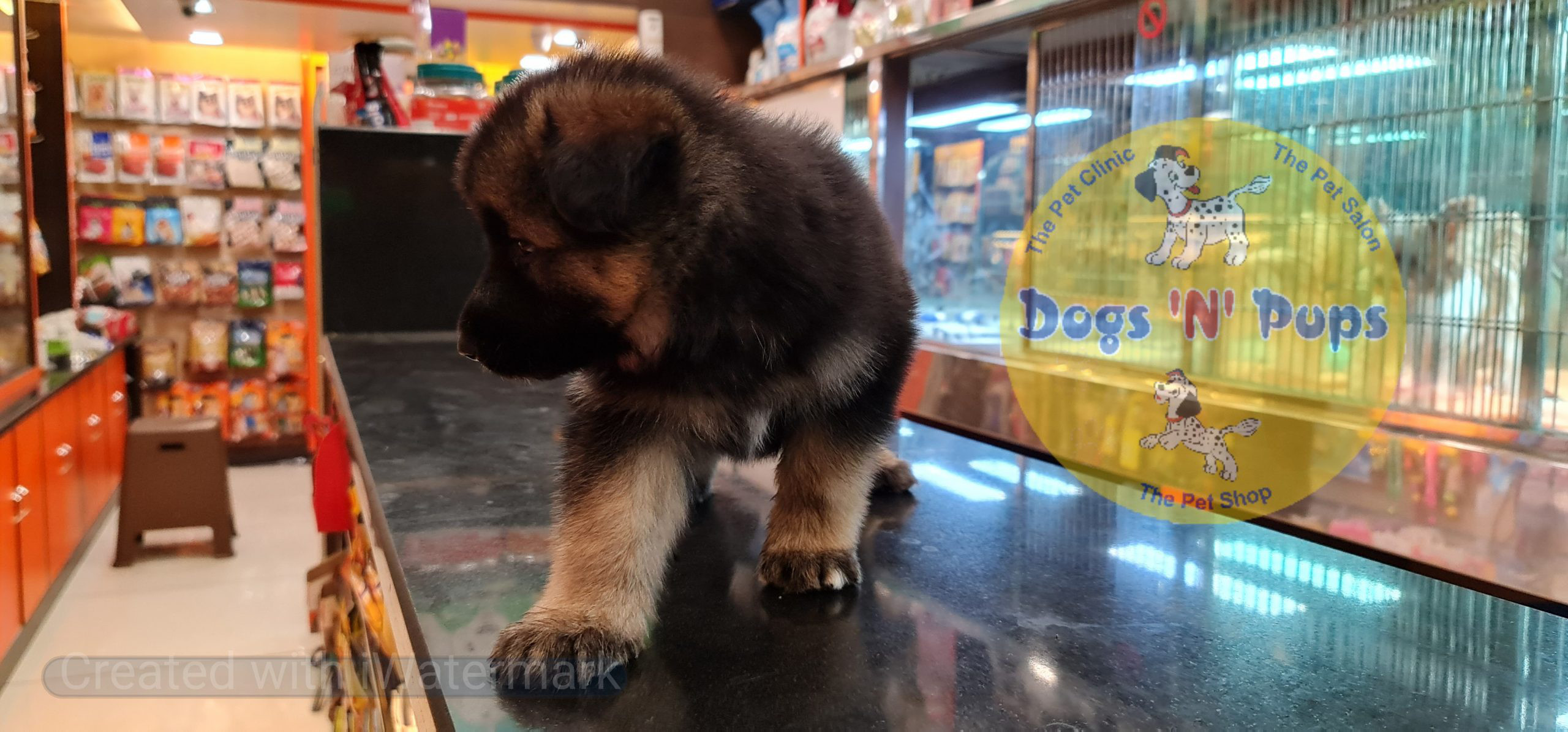 German shepherd puppy image 6
