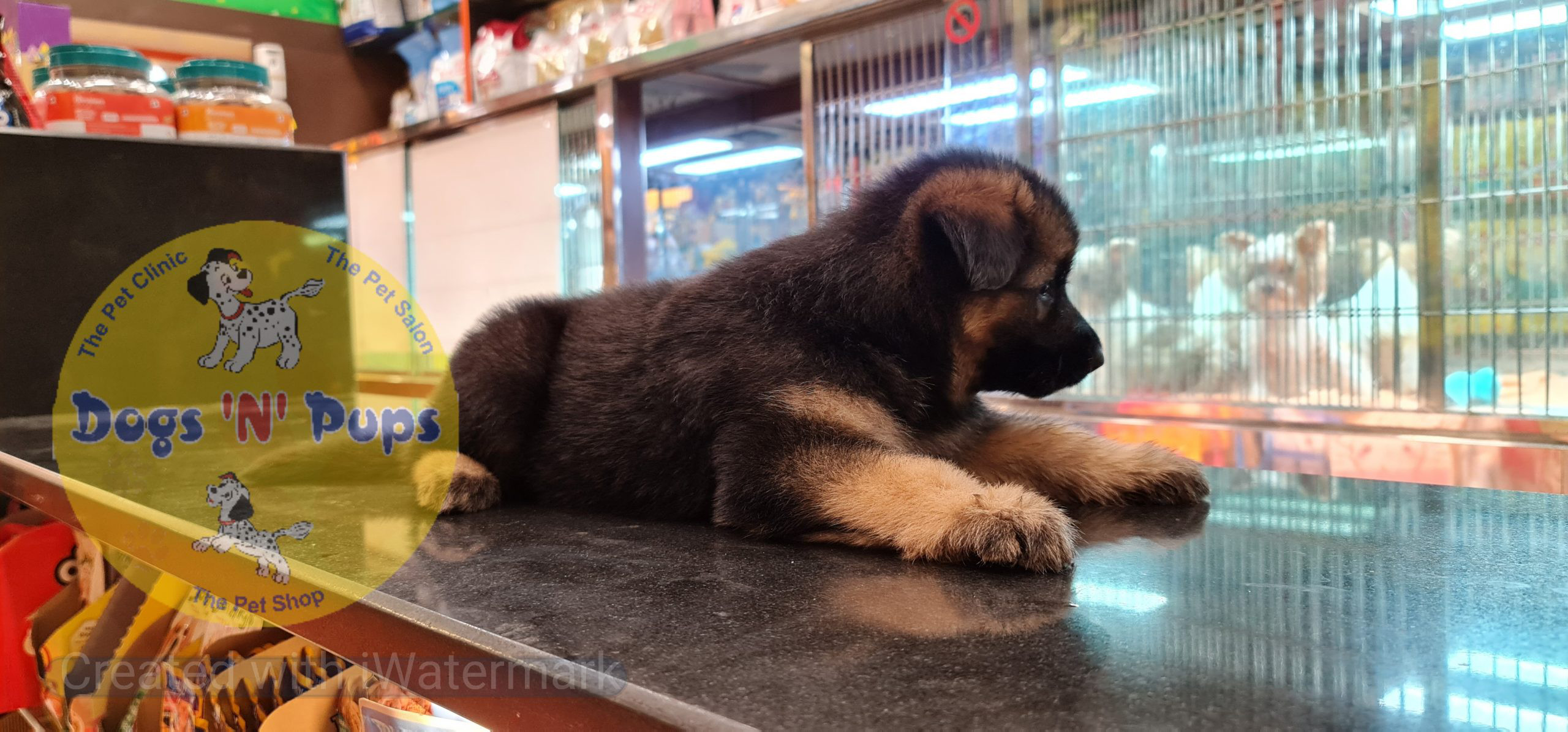 German shepherd puppy image 7