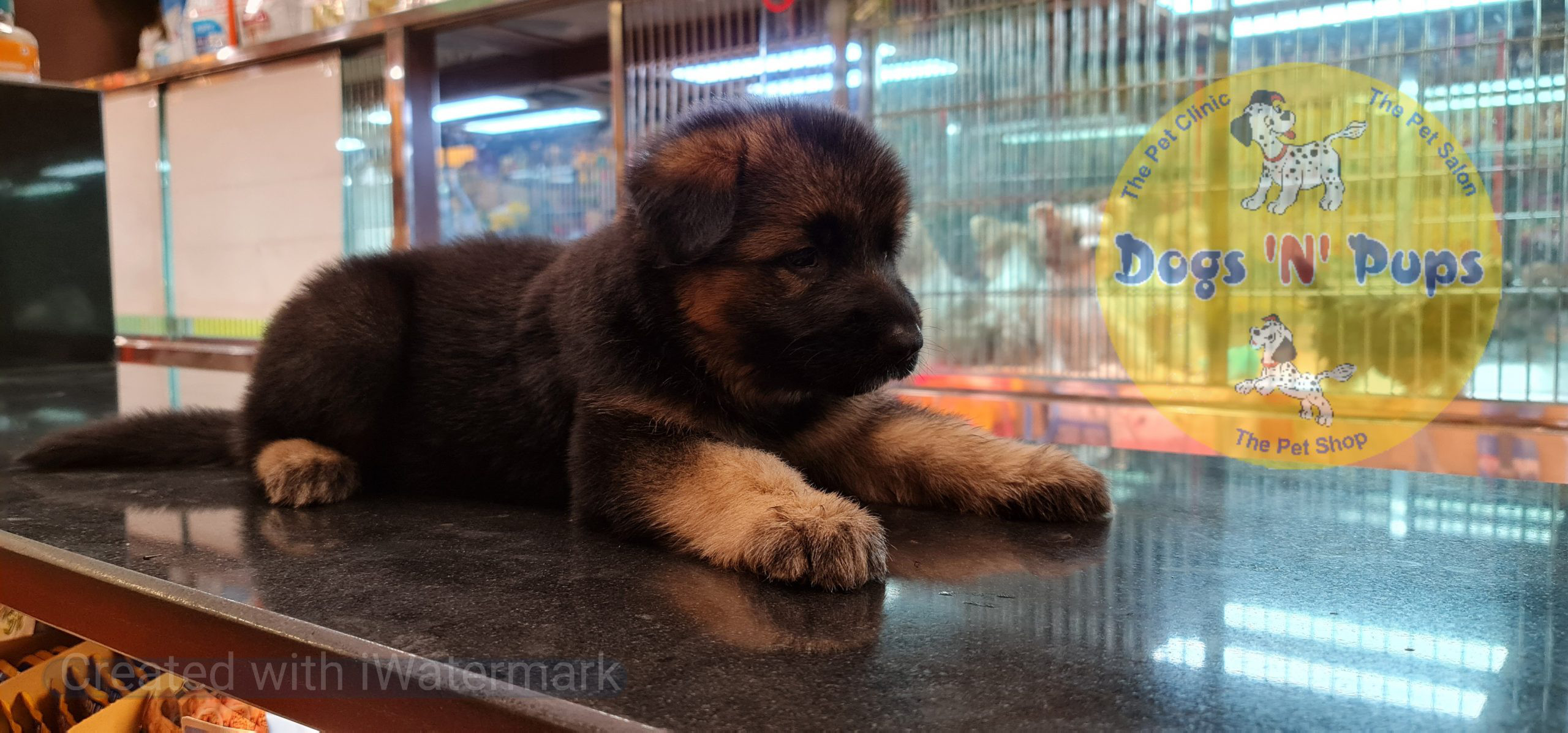 German shepherd puppy image 8