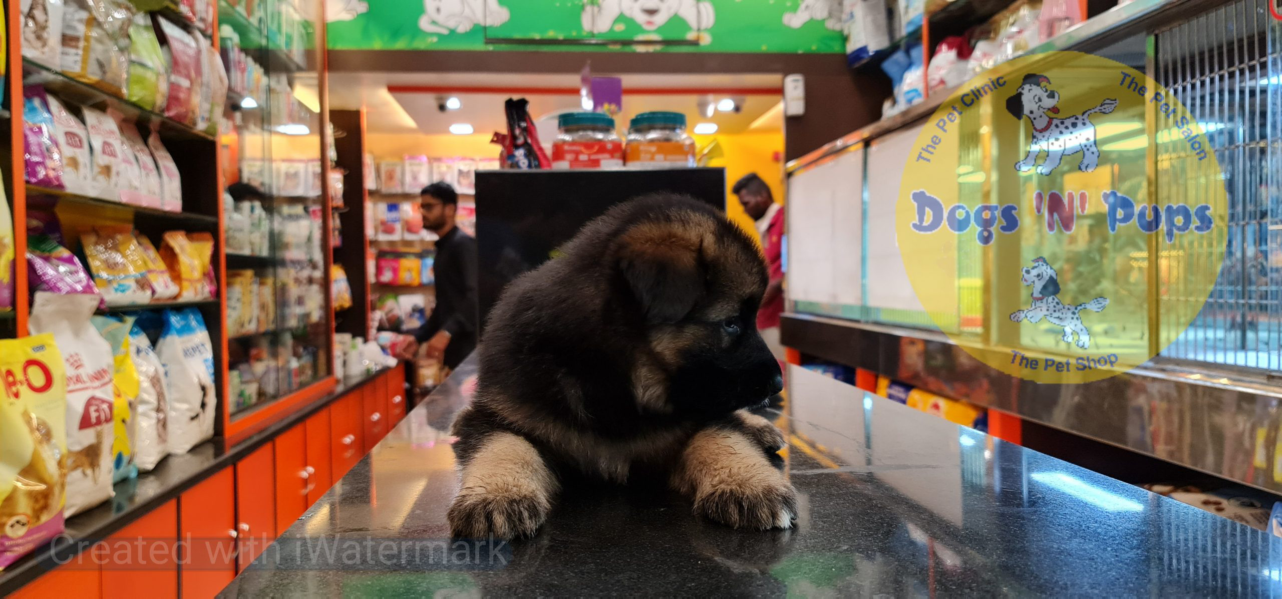German shepherd puppy image 9