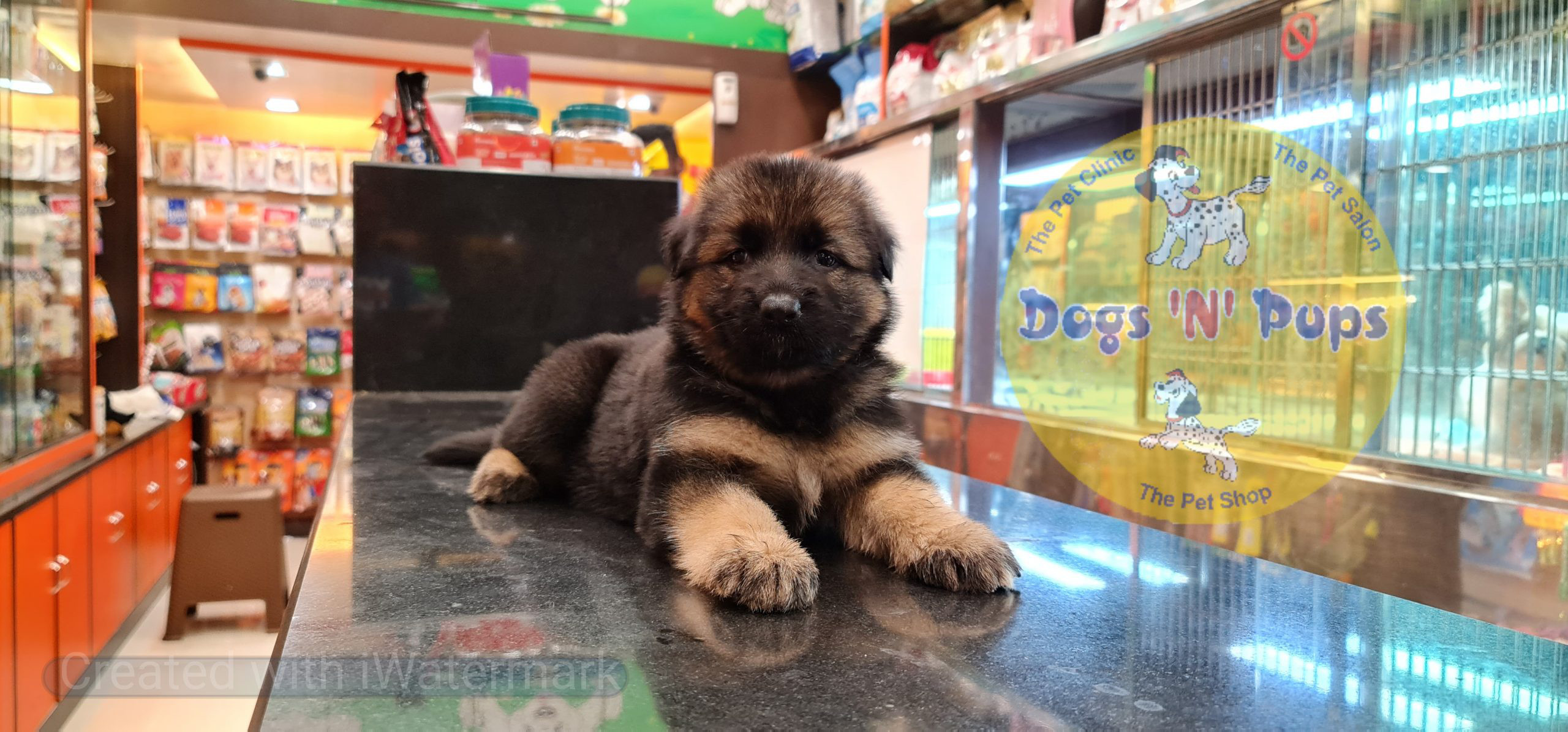 German shepherd puppy image 10