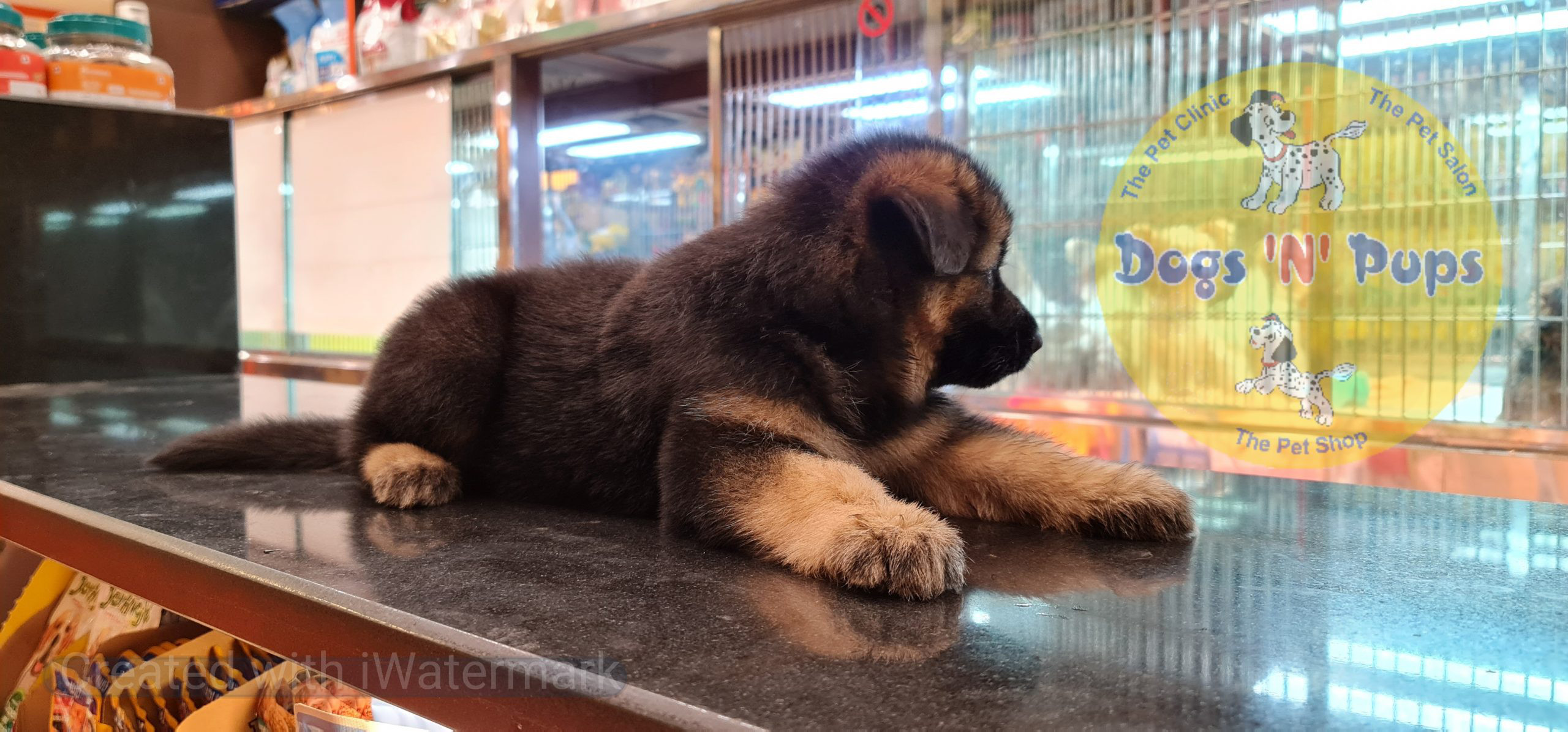 German shepherd puppy image 11