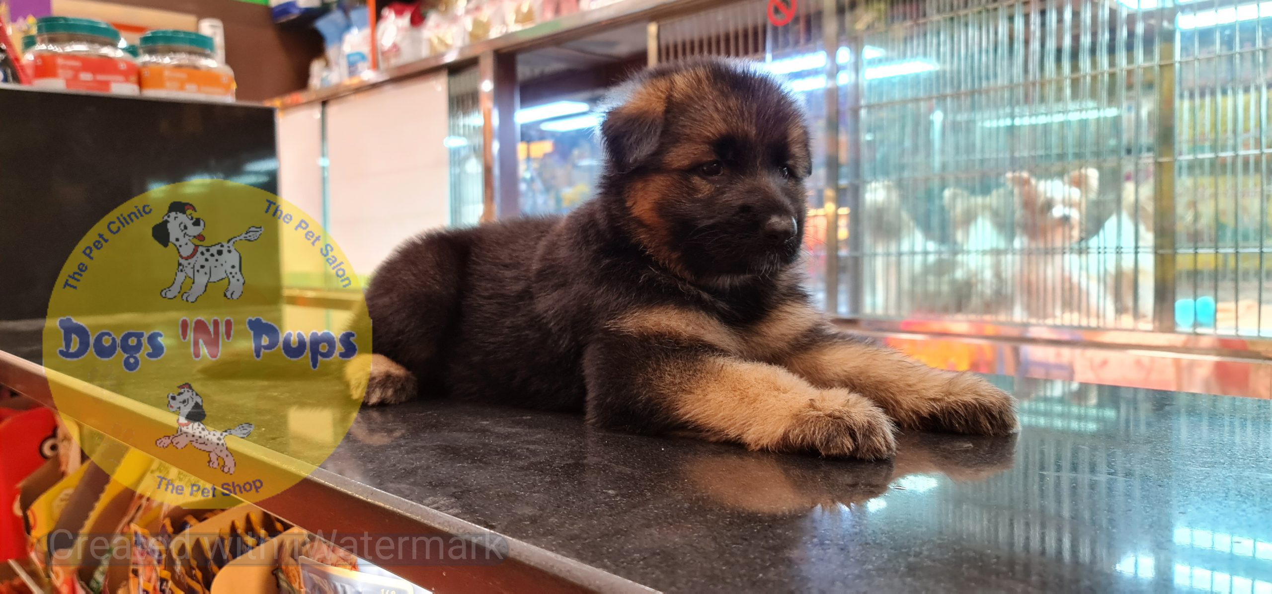 German shepherd puppy image 12