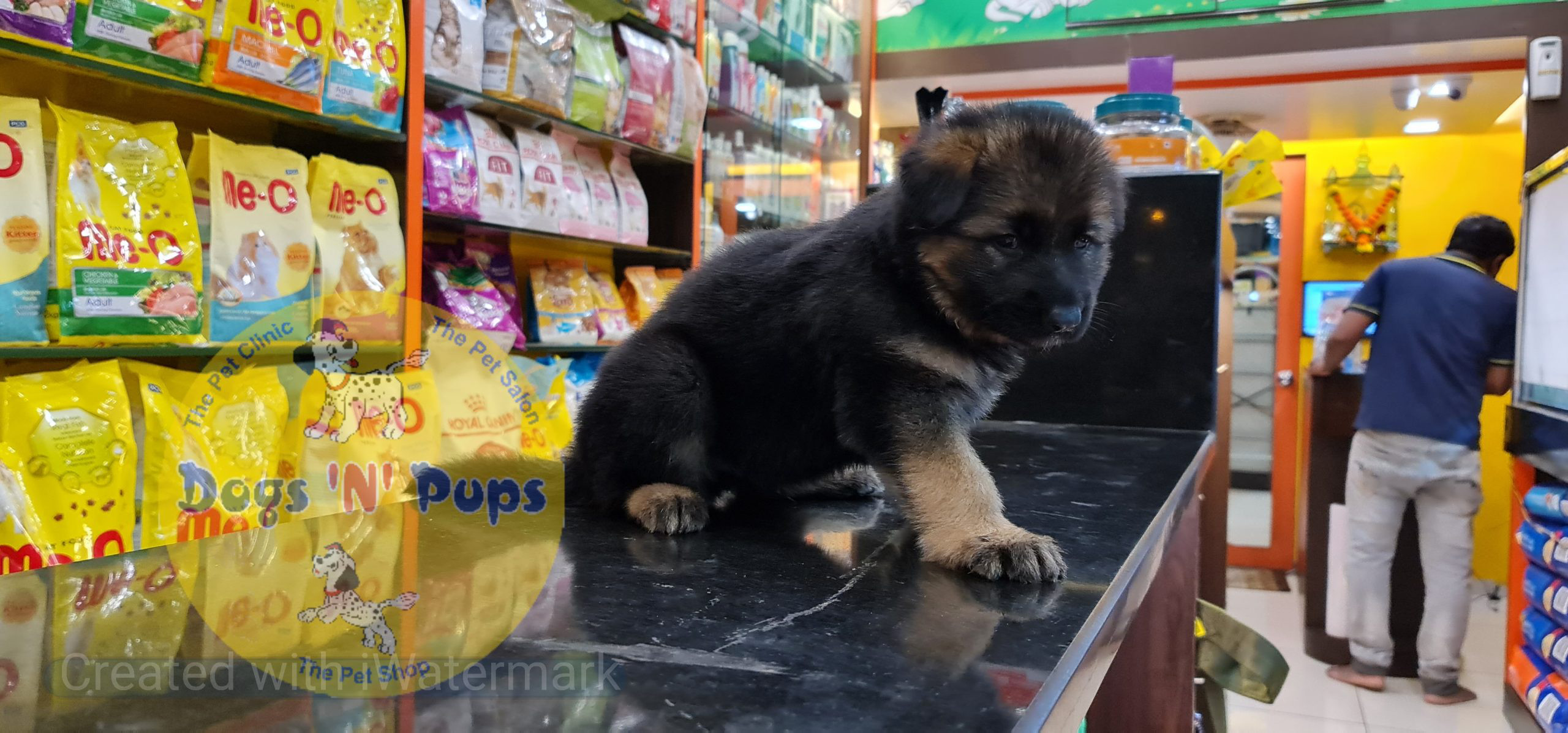 German shepherd puppy image 13