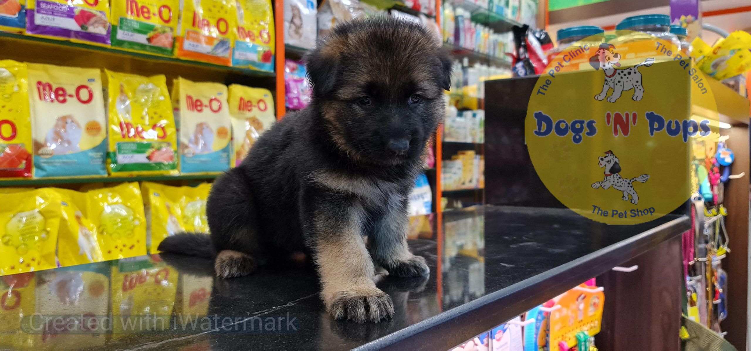 German shepherd puppy image 14