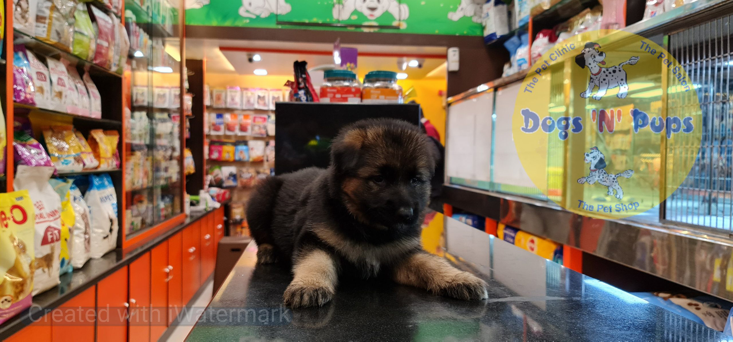 German shepherd puppy image 15