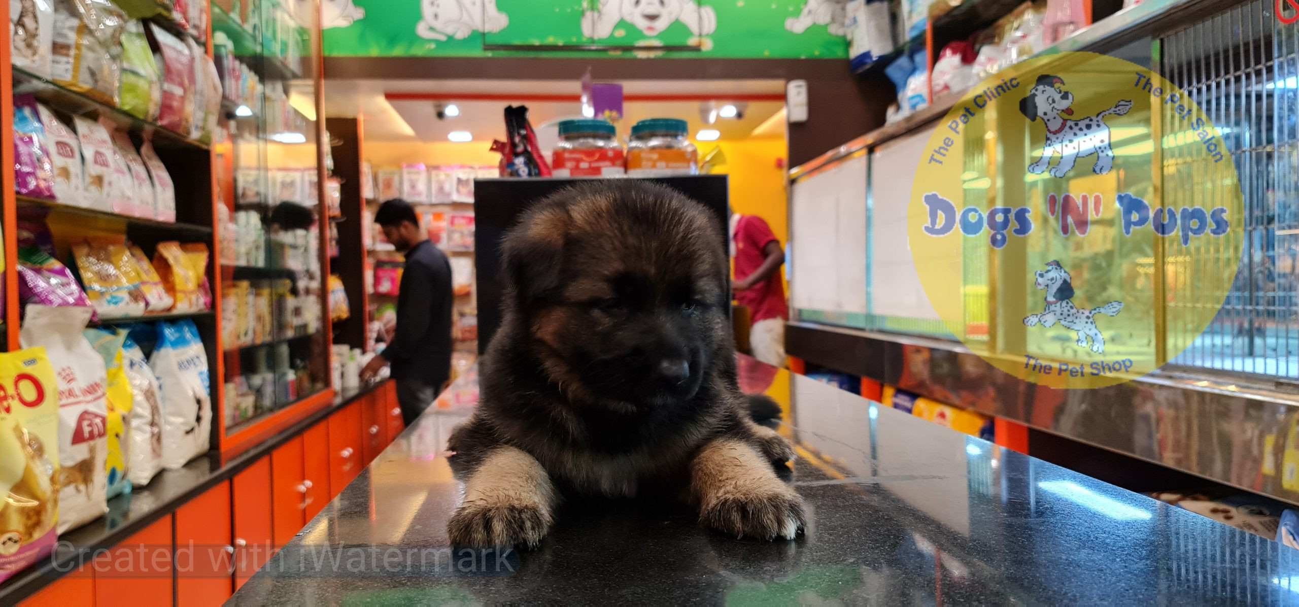 German shepherd puppy image 16
