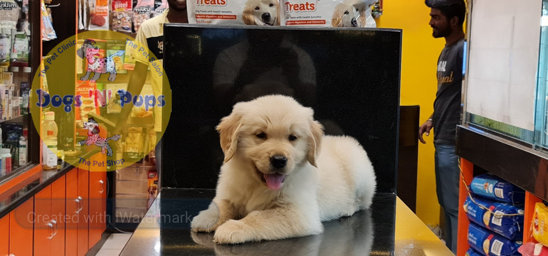 prev dog posted image