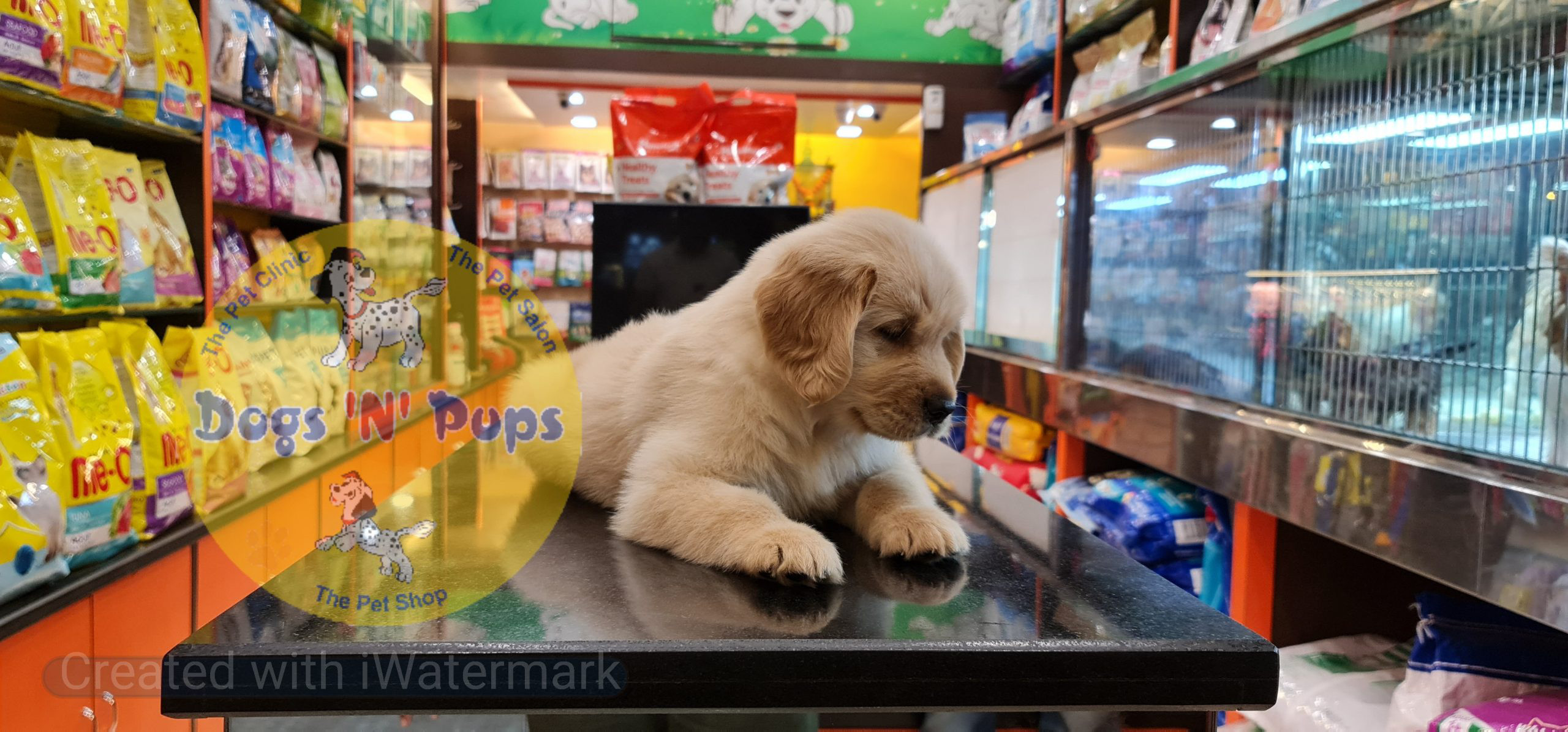 Golden retriever puppy image 3