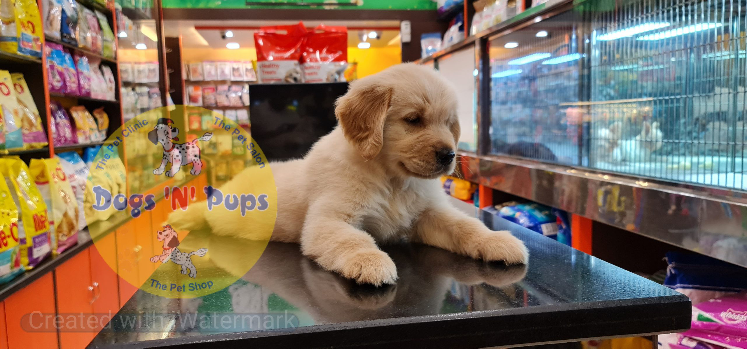 Golden retriever puppy image 5