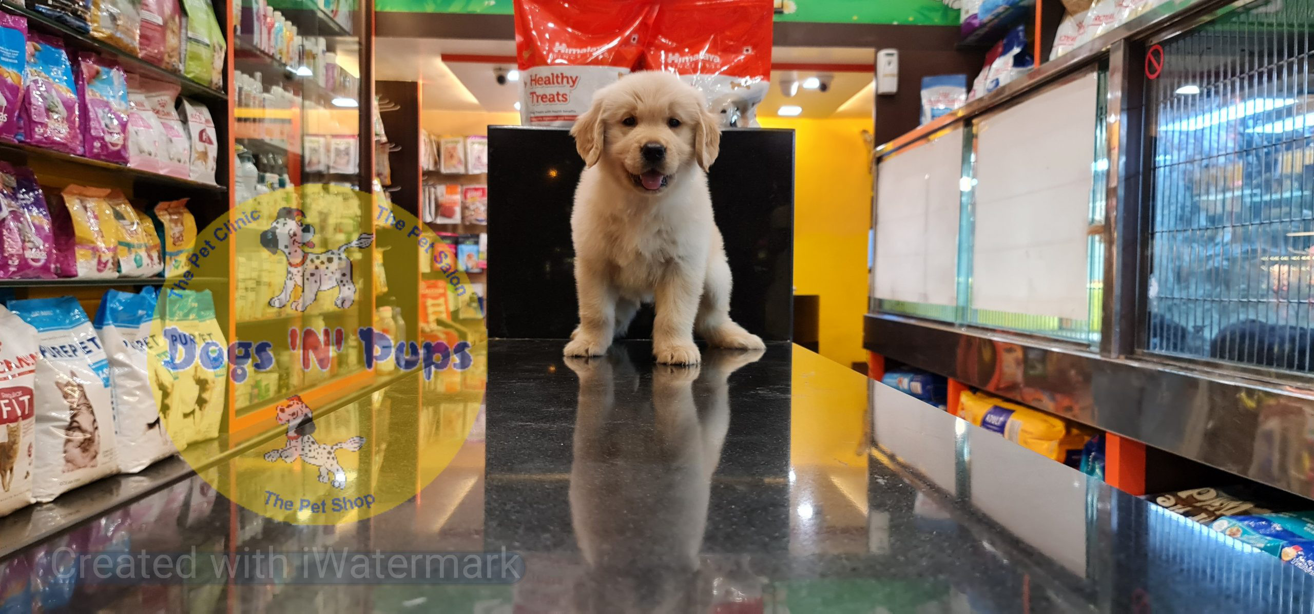 Golden retriever puppy image 6