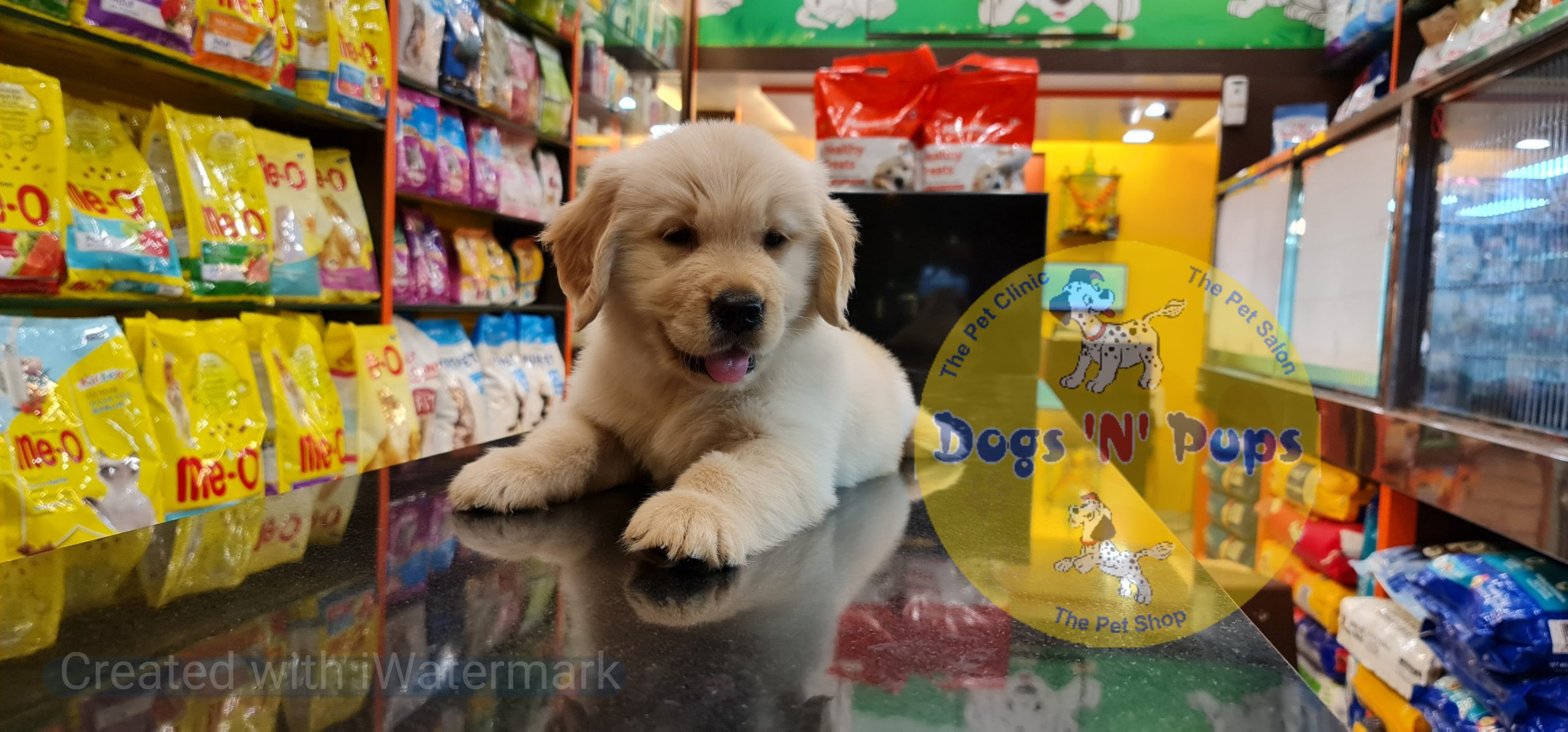 Golden retriever puppy image 8