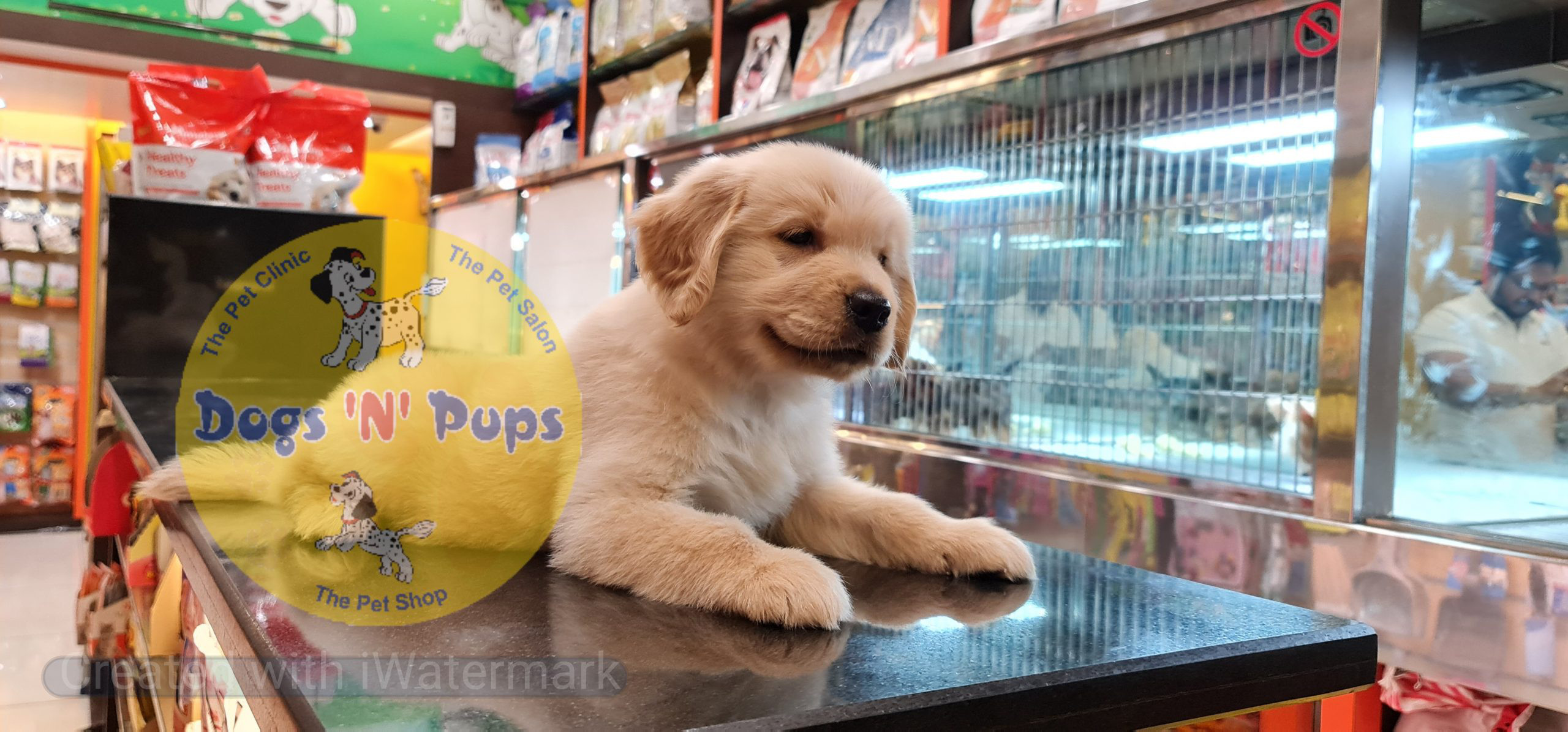 Golden retriever puppy image 9