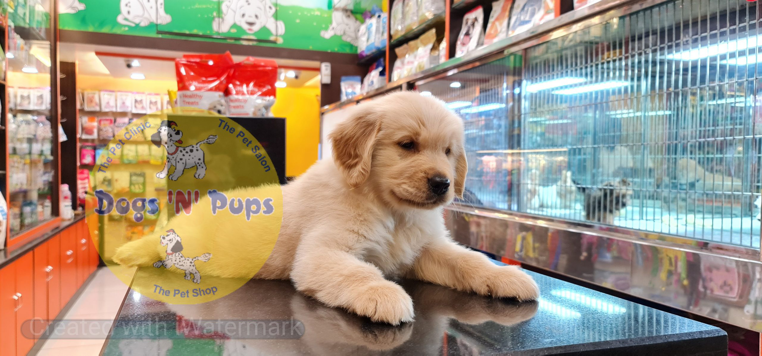 Golden retriever puppy image 10