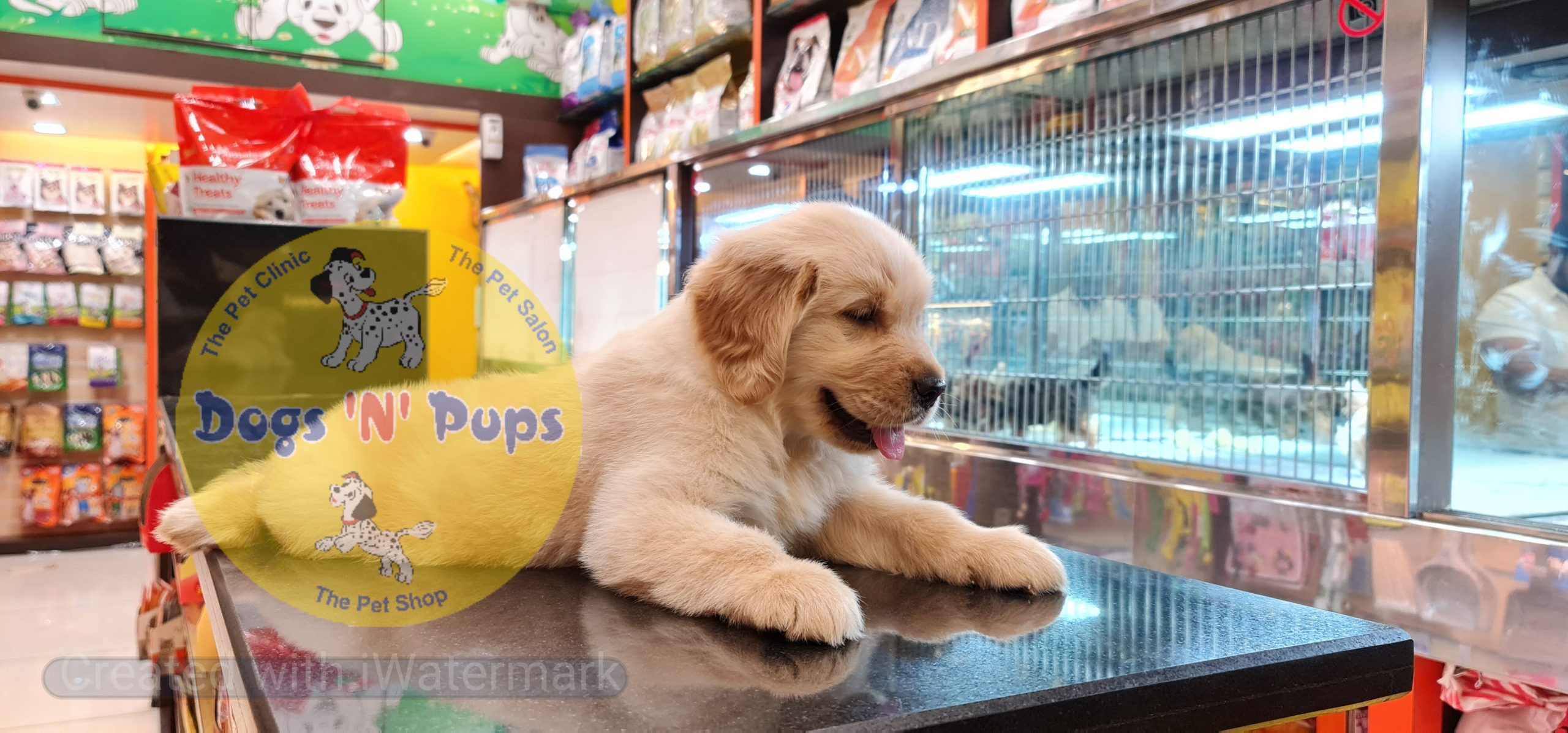 Golden retriever puppy image 11