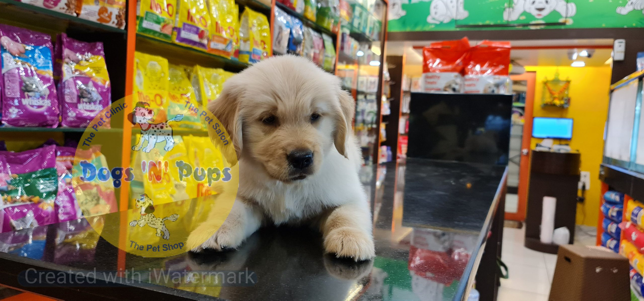 Golden retriever puppy image 14