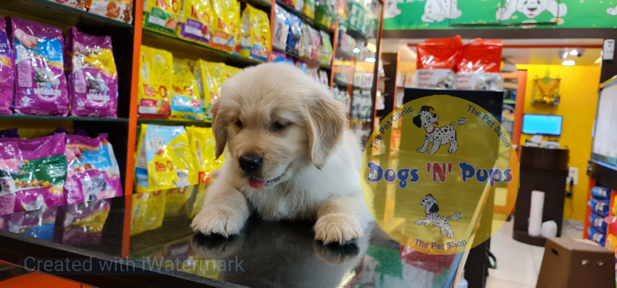 Golden retriever puppy image 15