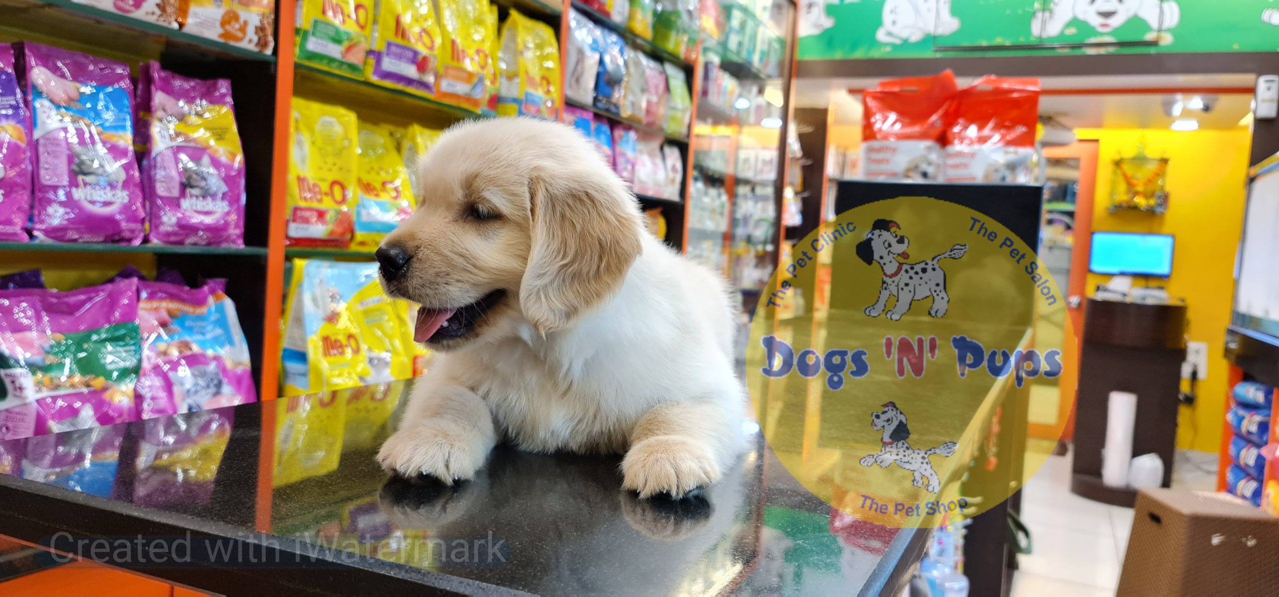 Golden retriever puppy image 16