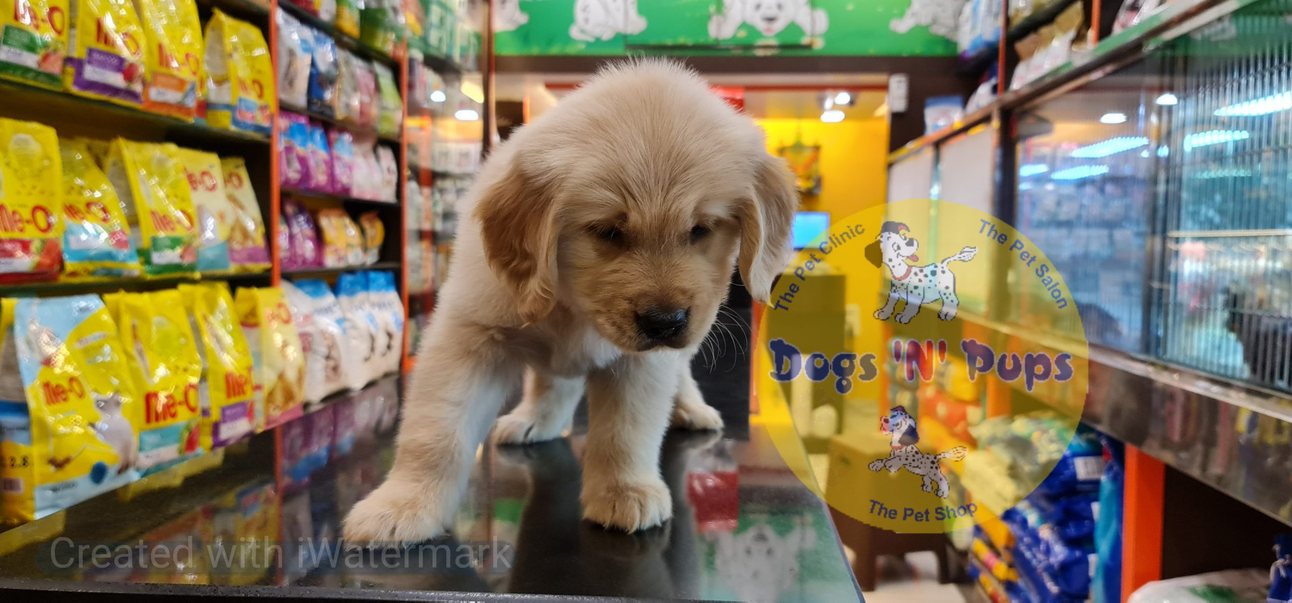Golden retriever puppy image 18
