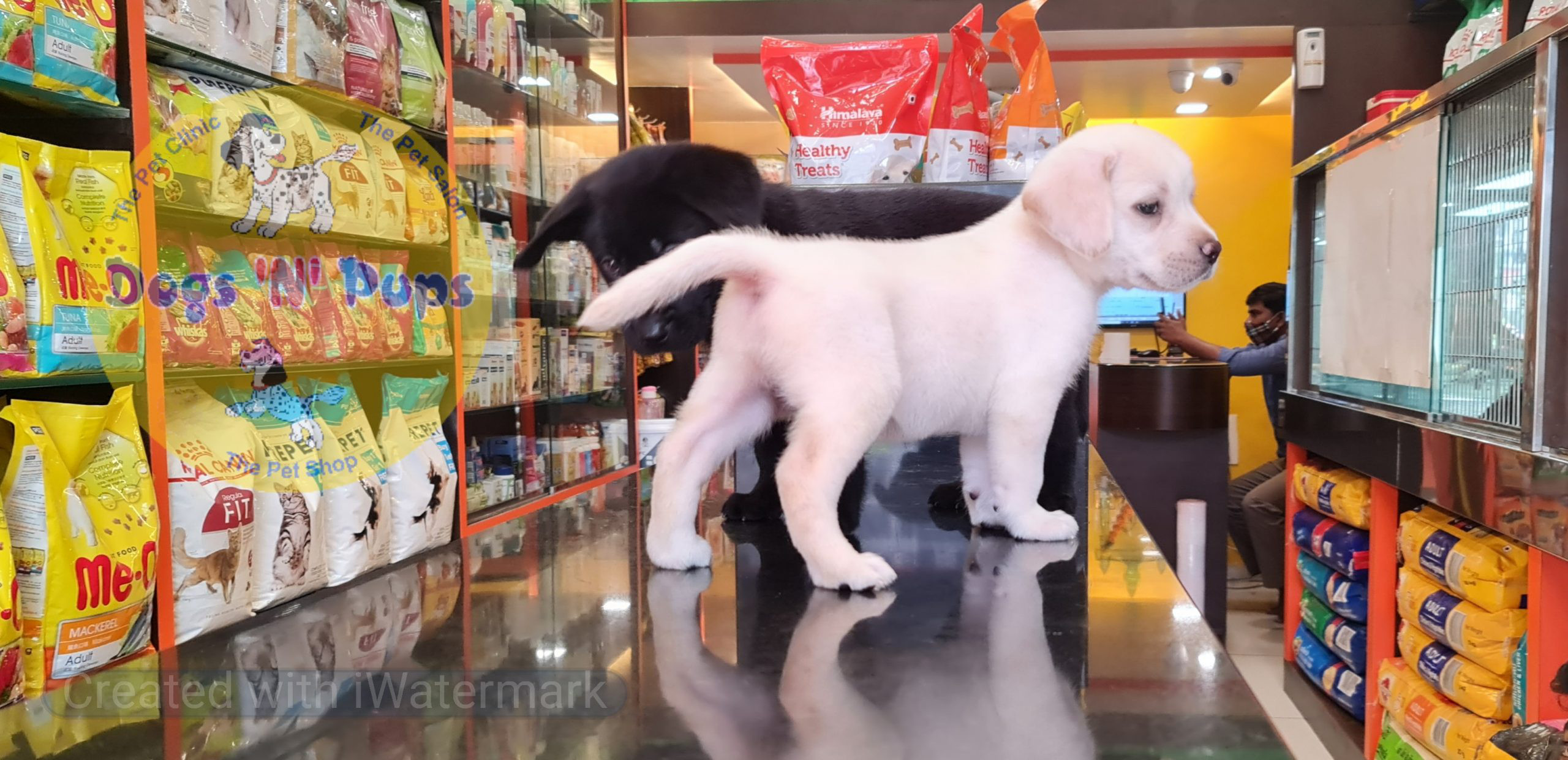 pet Labrador puppies header image