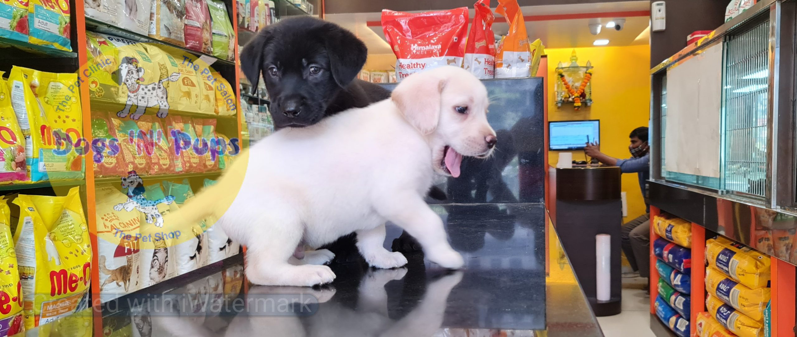 Labrador puppies image 2