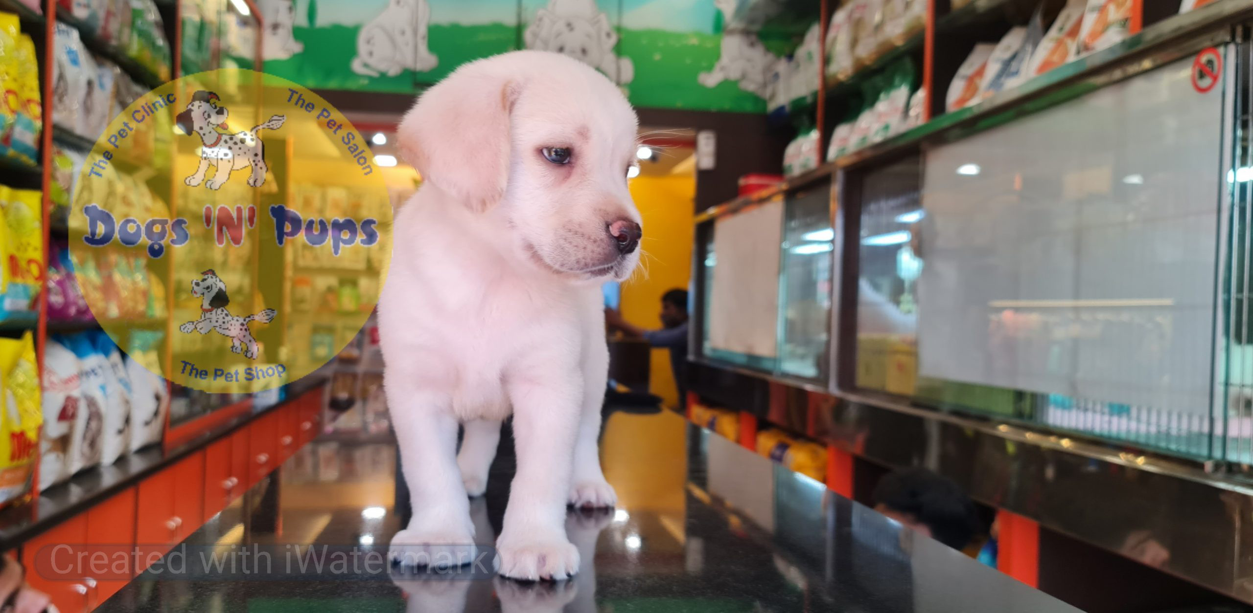 Labrador puppies image 3
