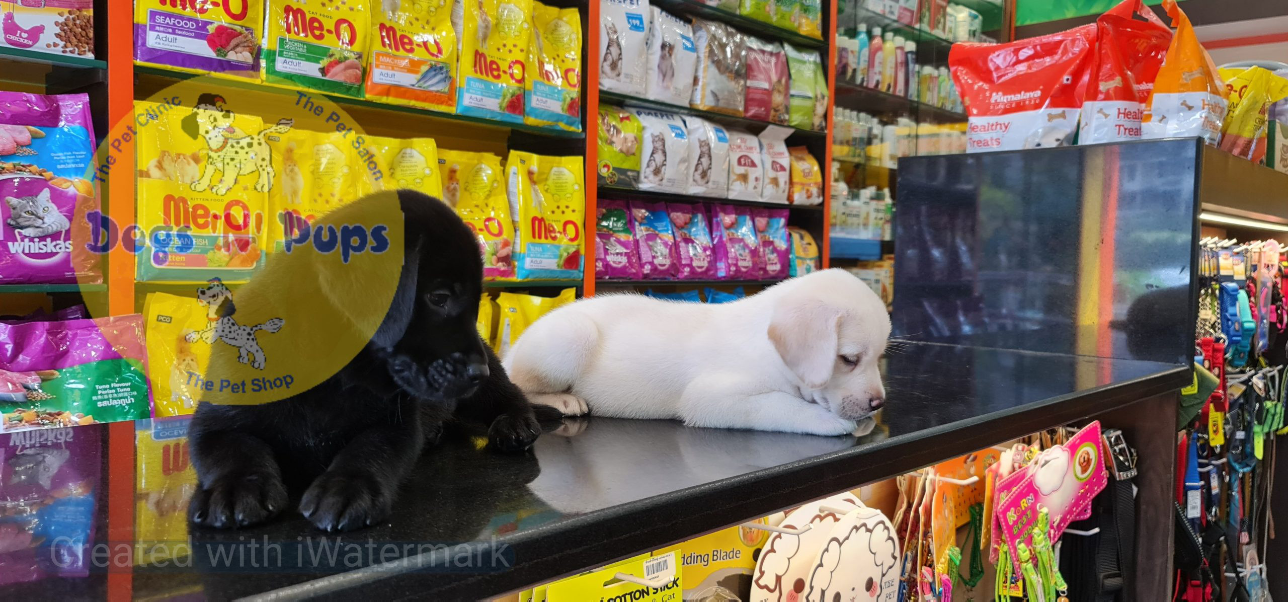 Labrador puppies image 4