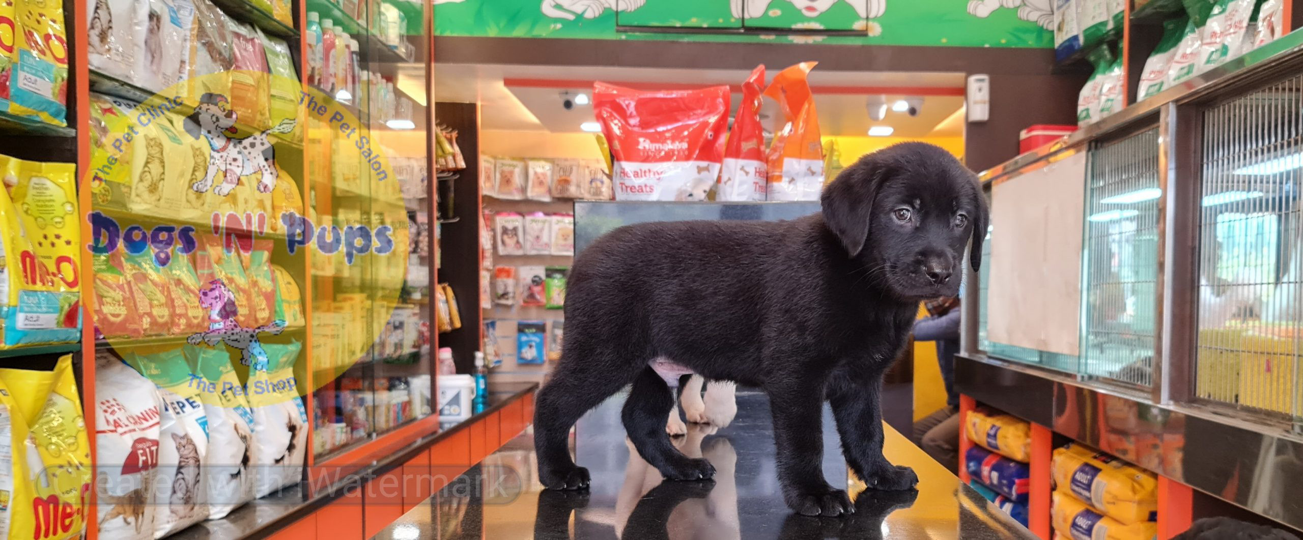 Labrador puppies image 6