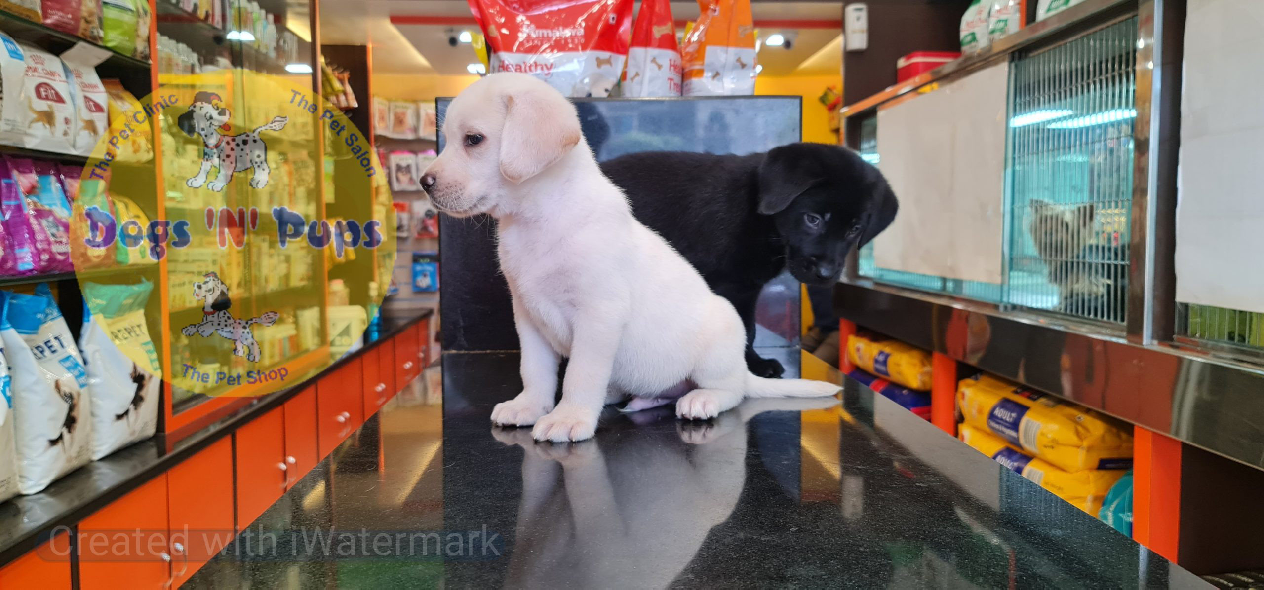 Labrador puppies image 7