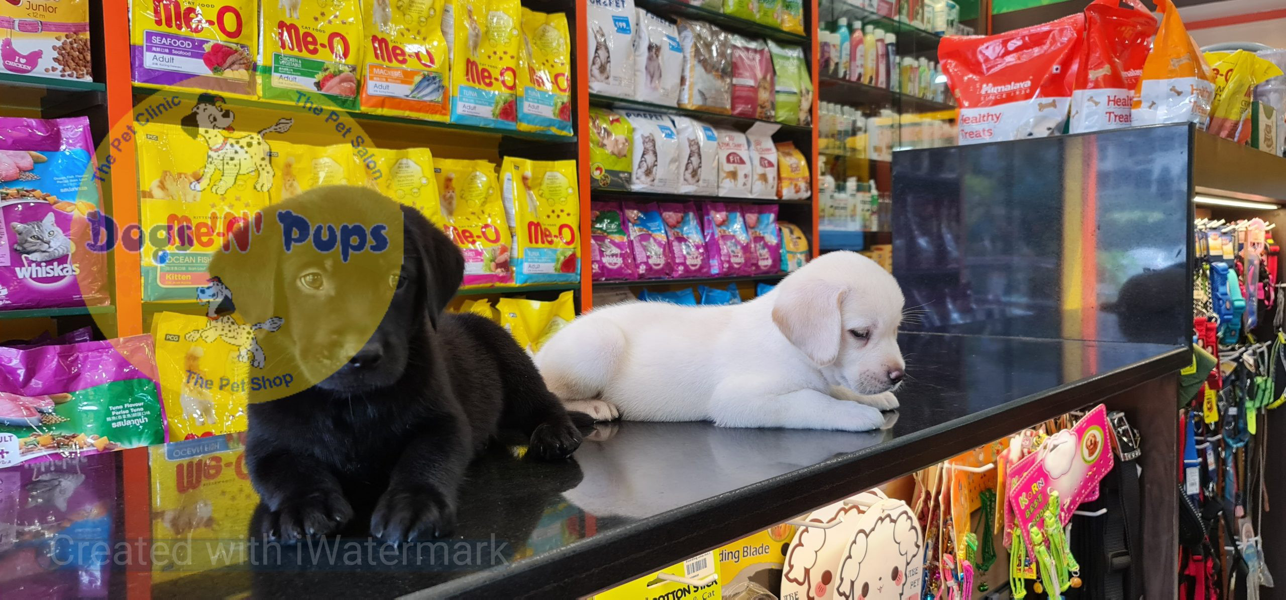 Labrador puppies image 9