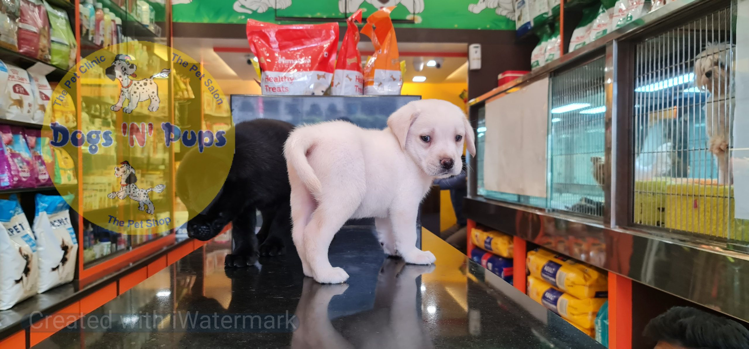 Labrador puppies image 10