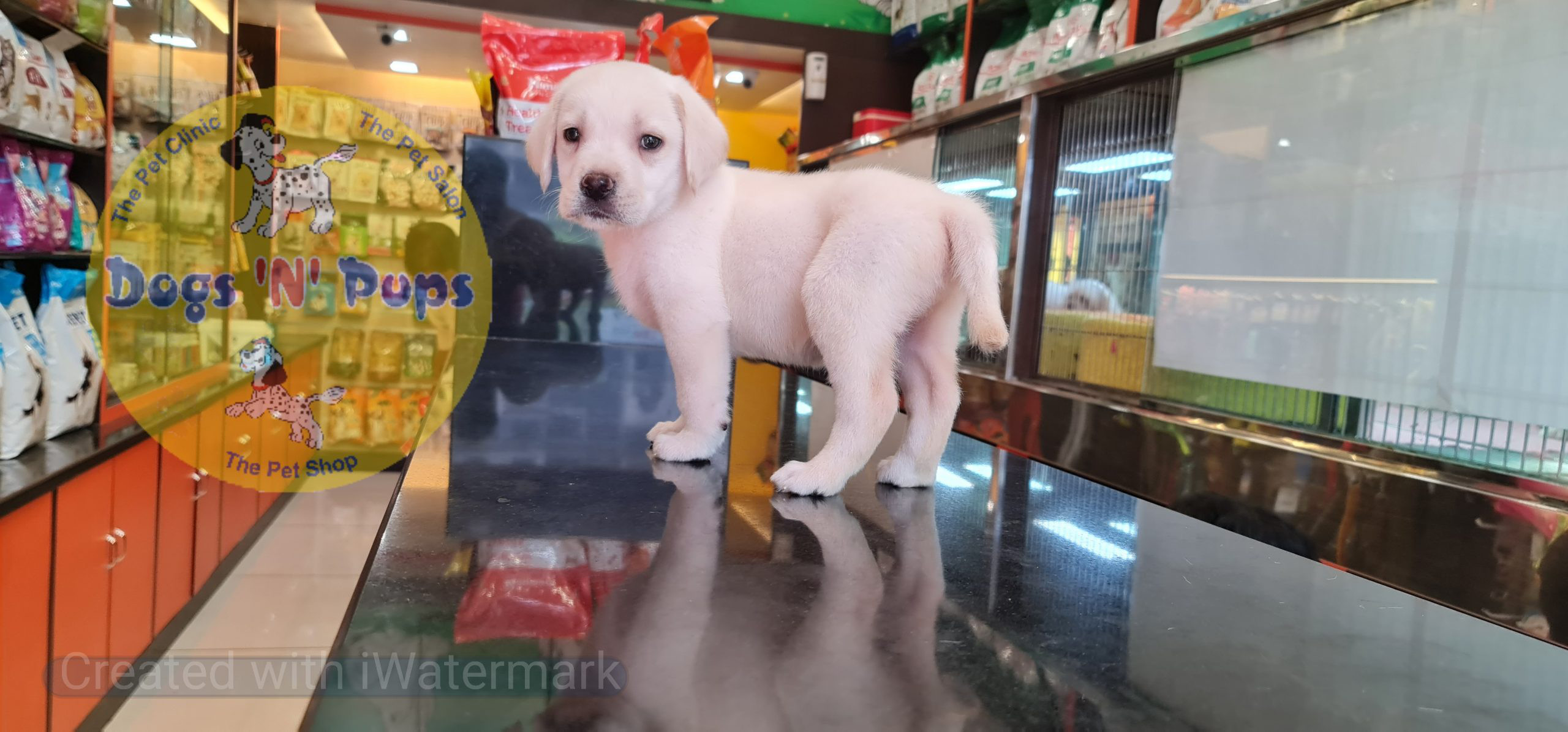 Labrador puppies image 11