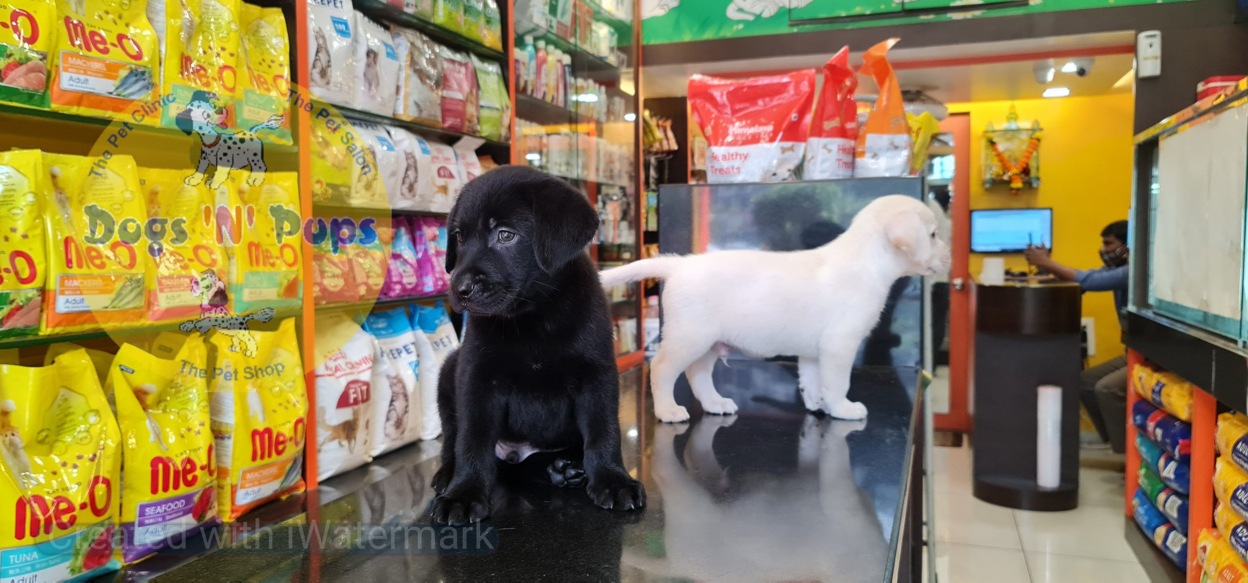 Labrador puppies image 12