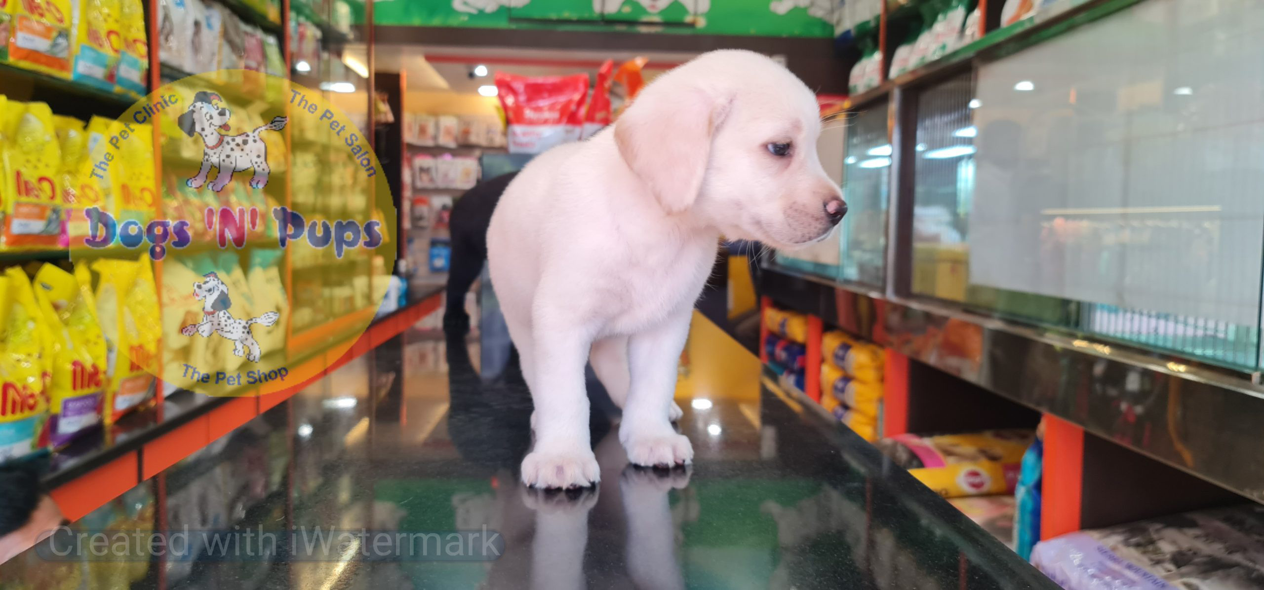 Labrador puppies image 13