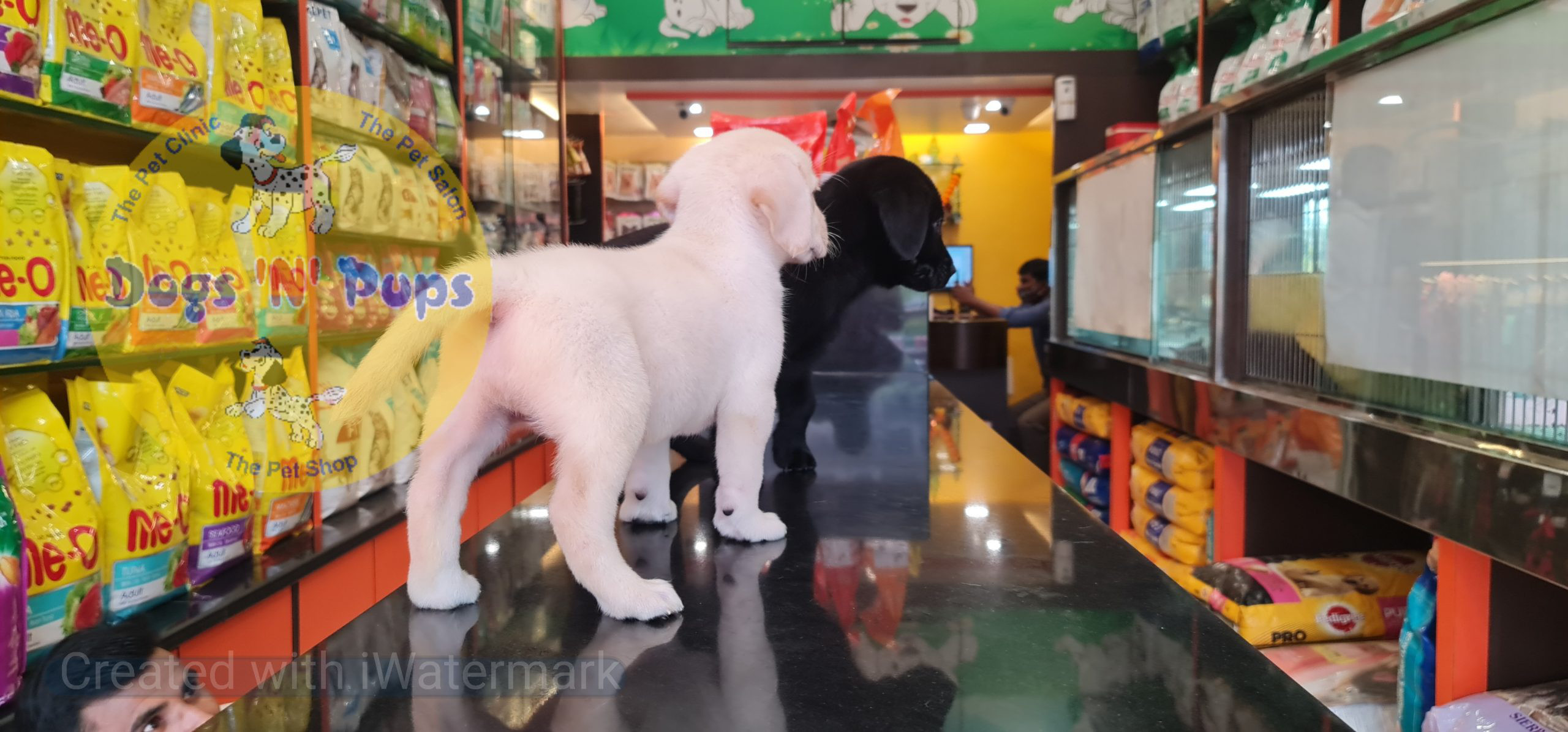 Labrador puppies image 14