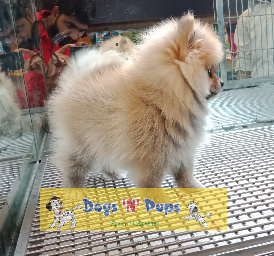 next dog posted image