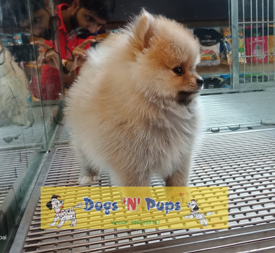 Toy Pomeranian image 2