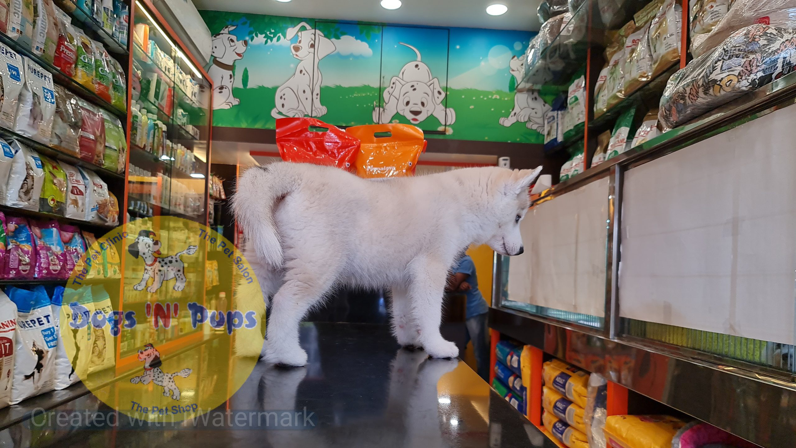 prev dog posted image