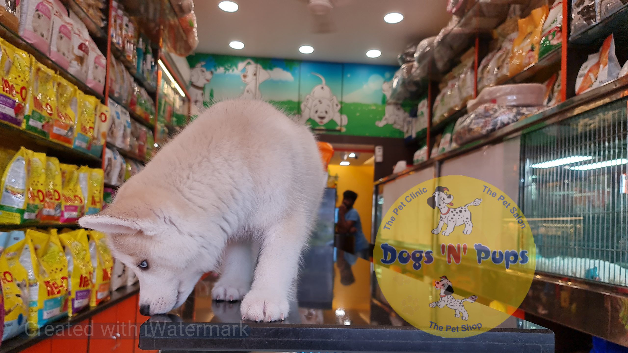 Siberian husky puppy image 4