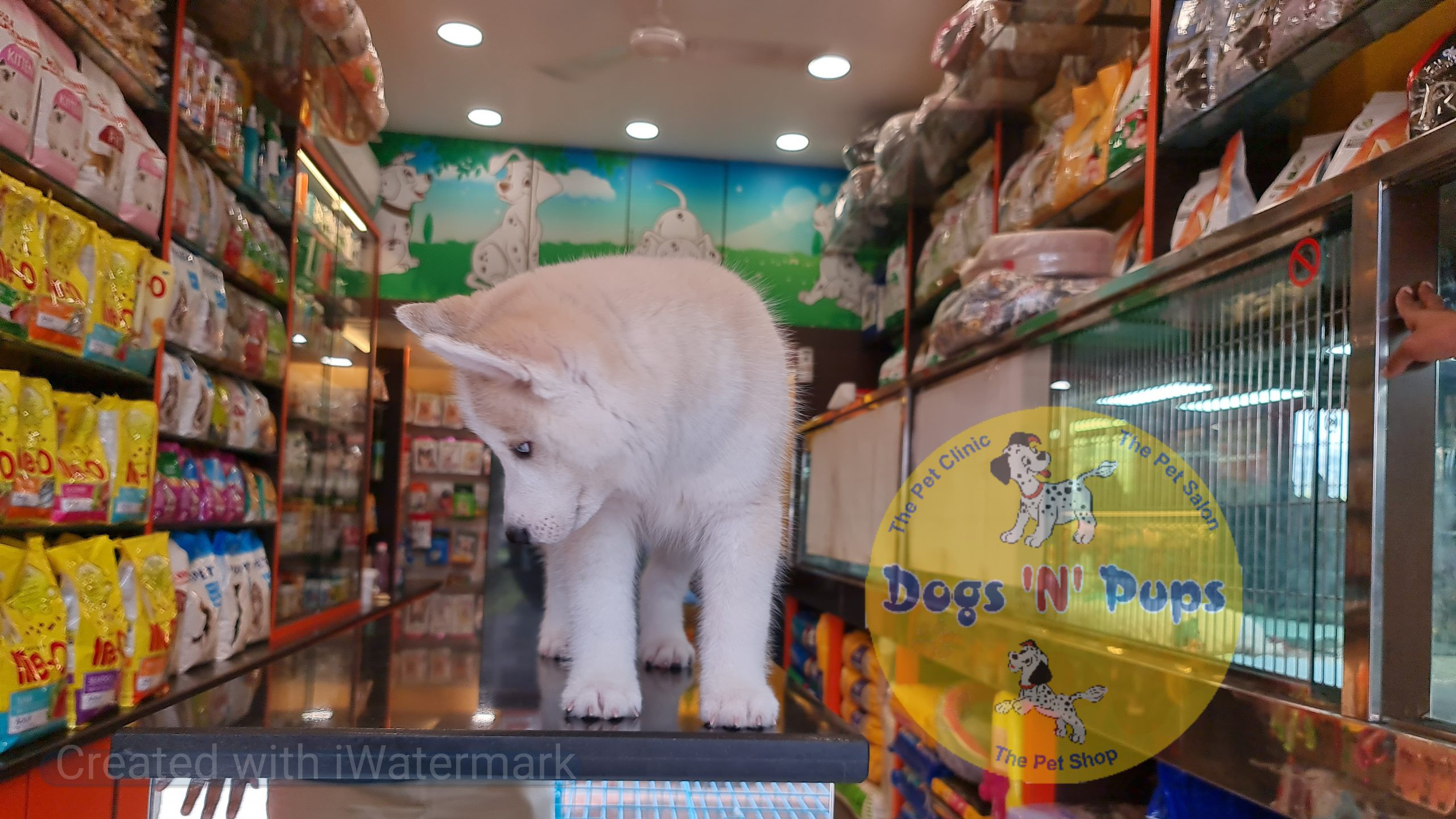 Siberian husky puppy image 5