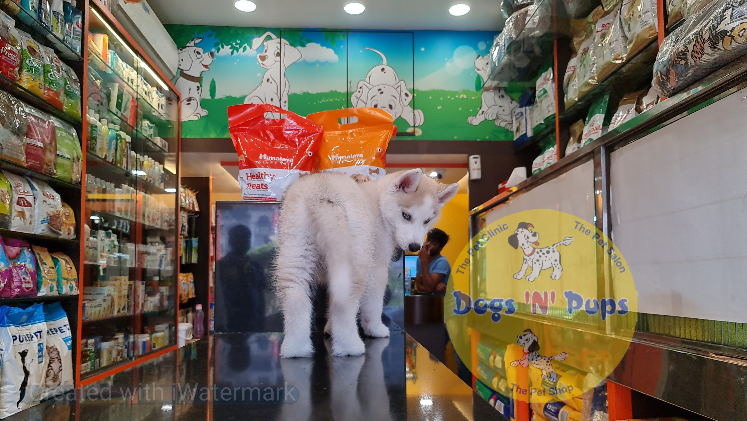 Siberian husky puppy image 6