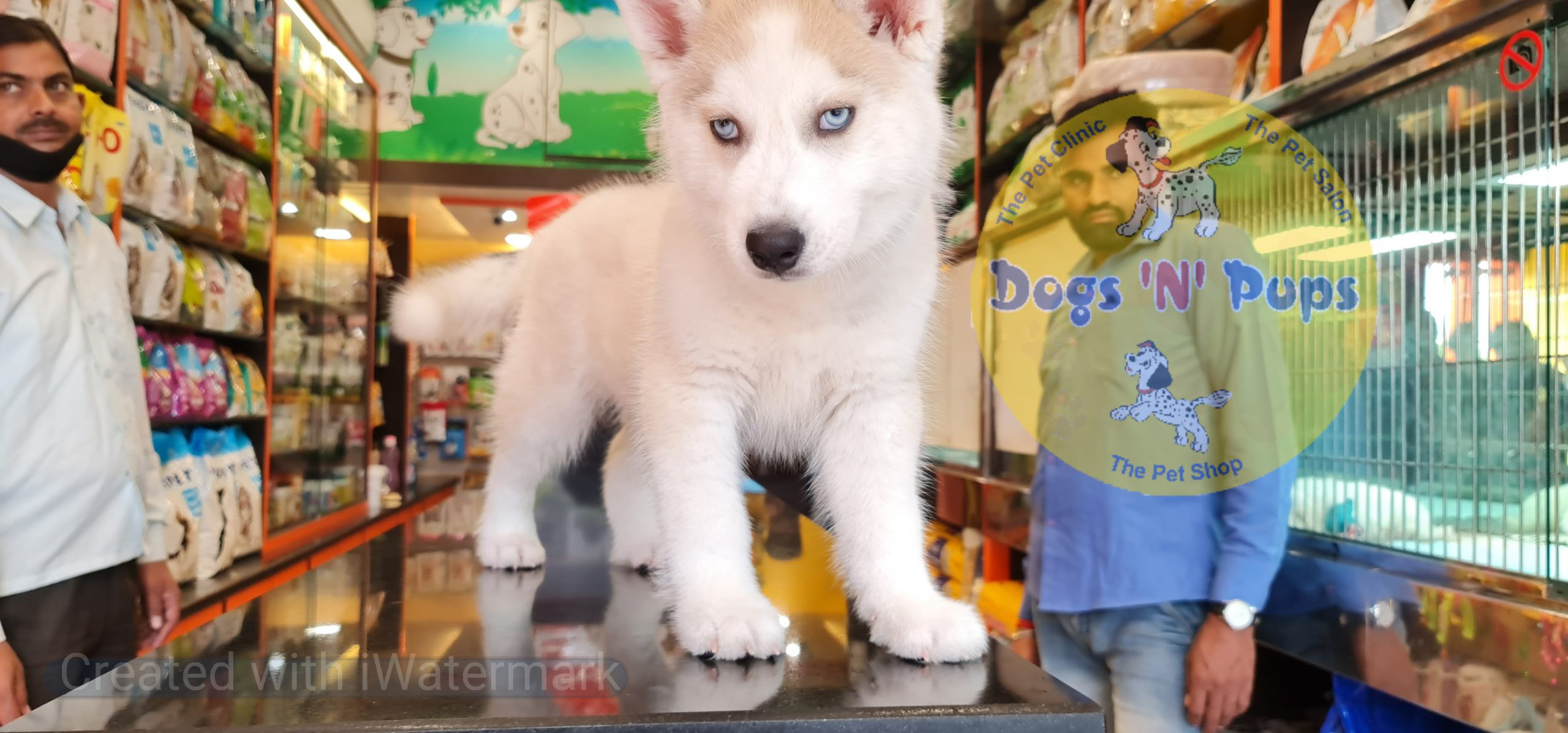 Siberian husky puppy image 7