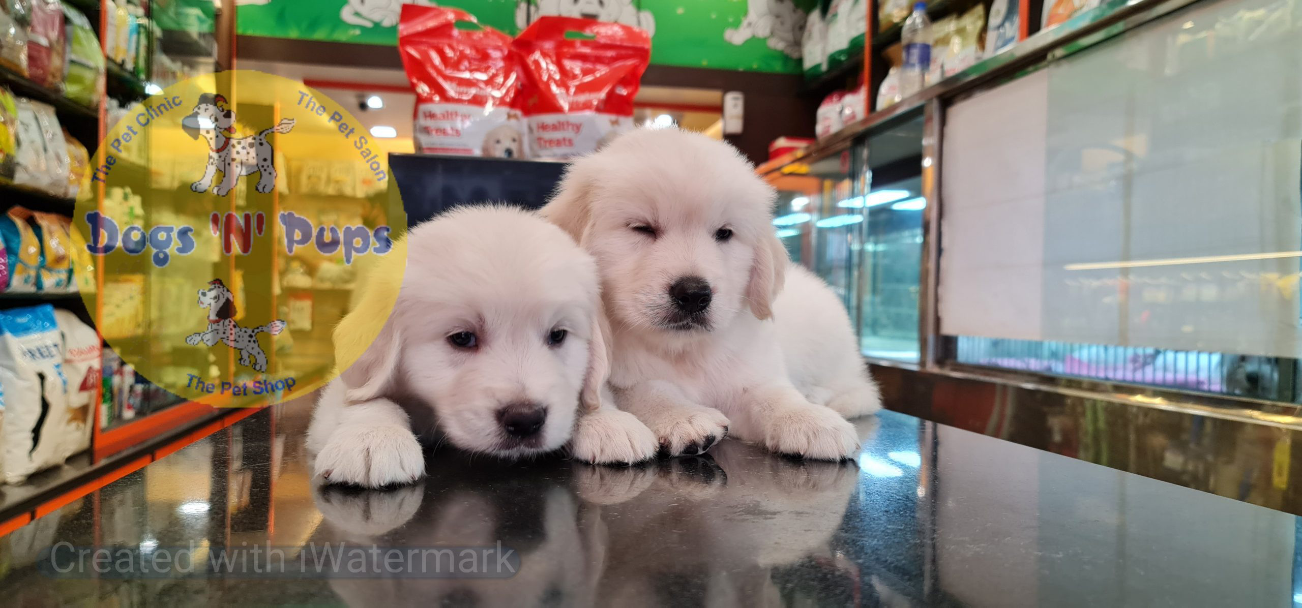 Golden retriever puppies image 2