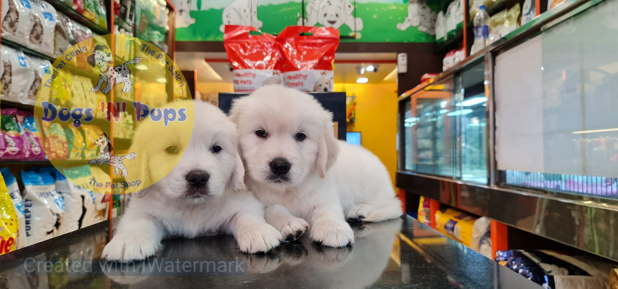 Golden retriever puppies image 3