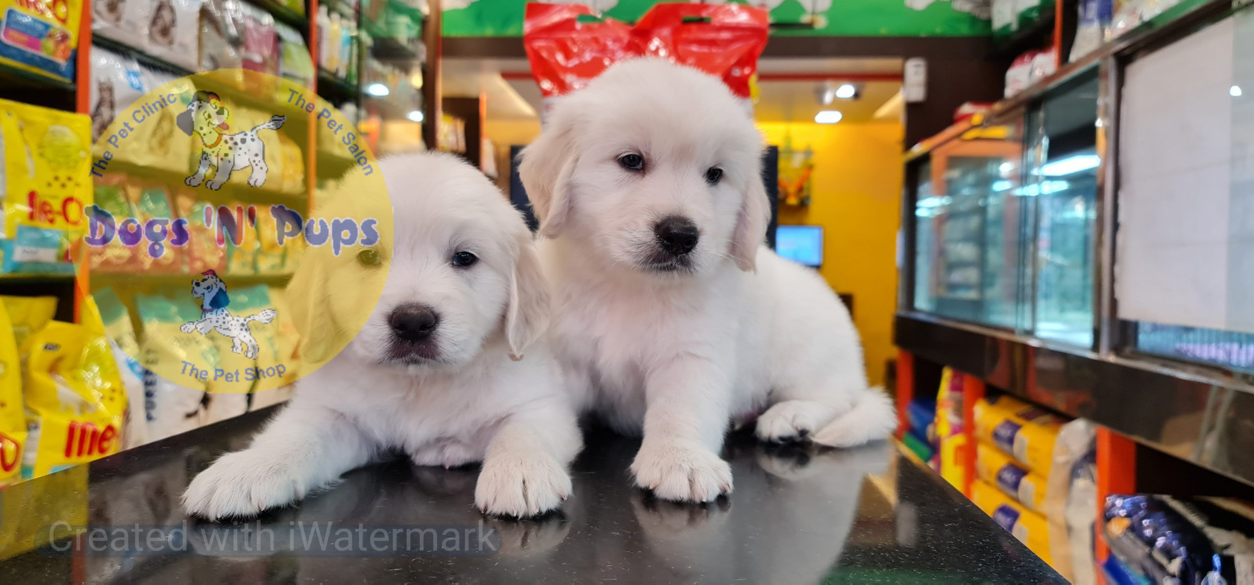 Golden retriever puppies image 4