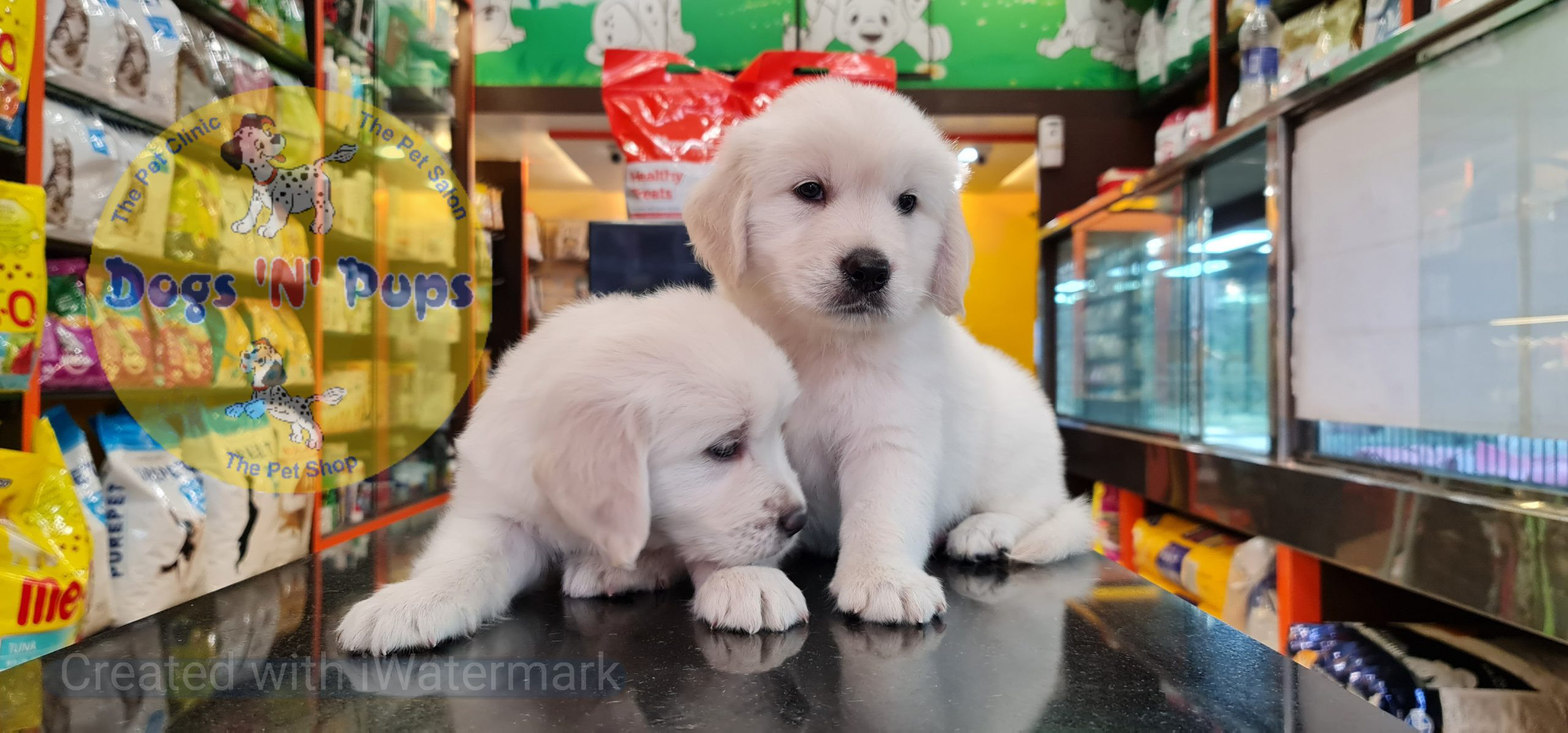 Golden retriever puppies image 5