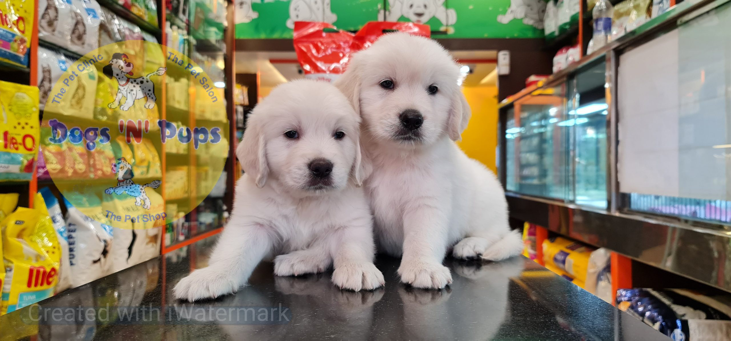 Golden retriever puppies image 6