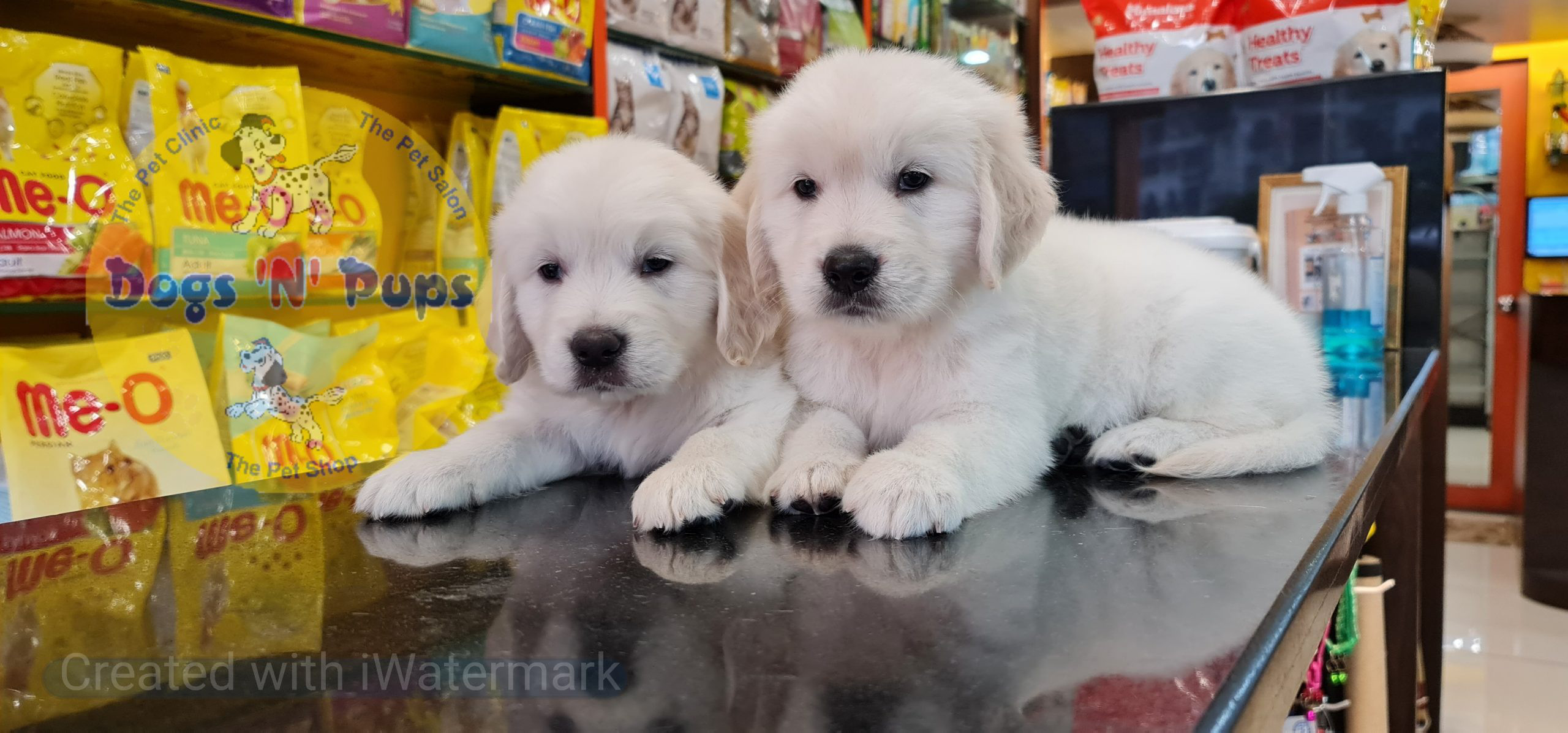 Golden retriever puppies image 7