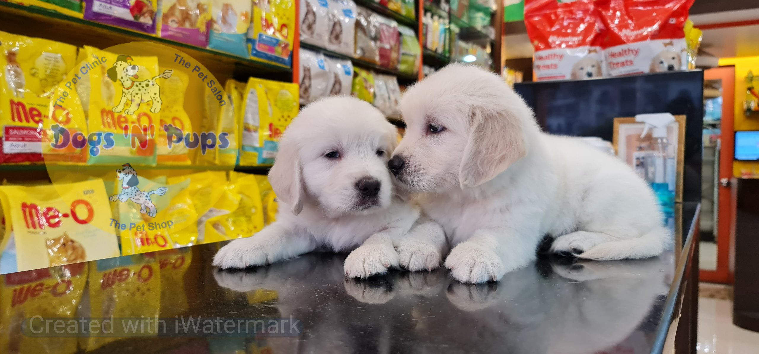Golden retriever puppies image 8